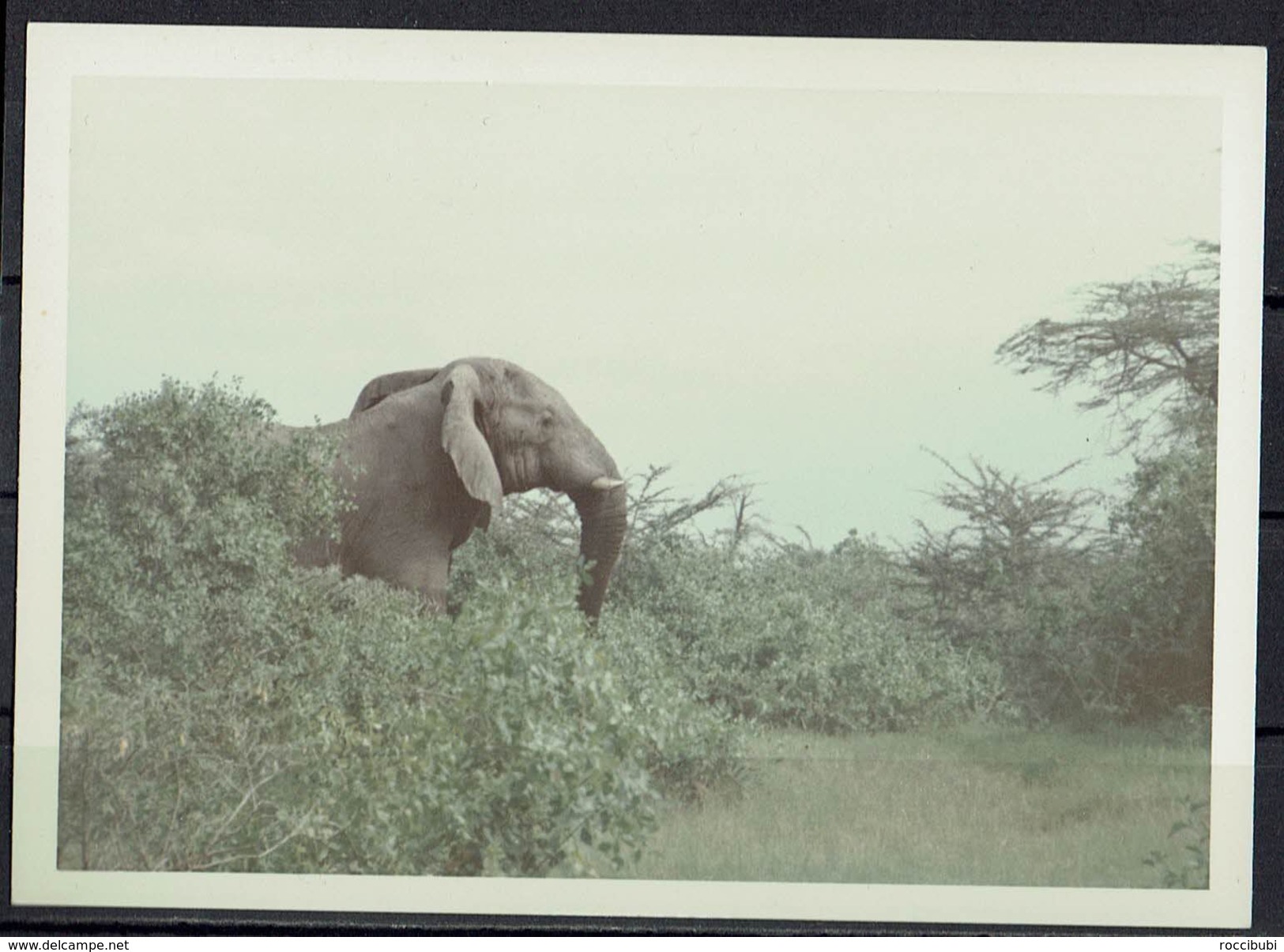 Afrika, Natur, Savanne, Elefant Von Hobbyfotograf (14) - Afrika