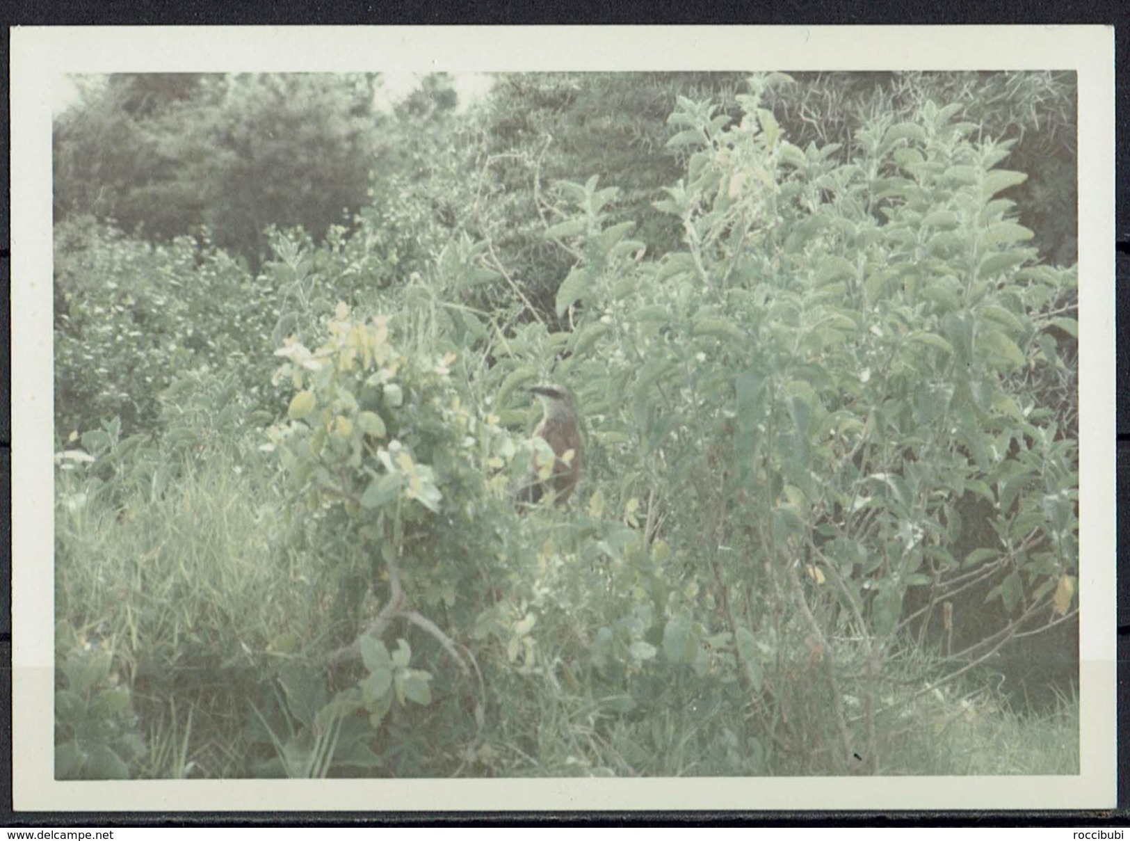 Afrika, Natur, Savanne, Pflanzen,Vogel Von Hobbyfotograf (16) - Afrika