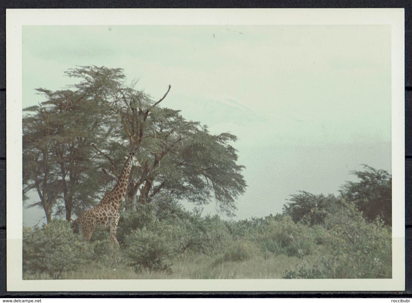 Afrika, Natur, Savanne, Giraffe Von Hobbyfotograf (19) - Afrika