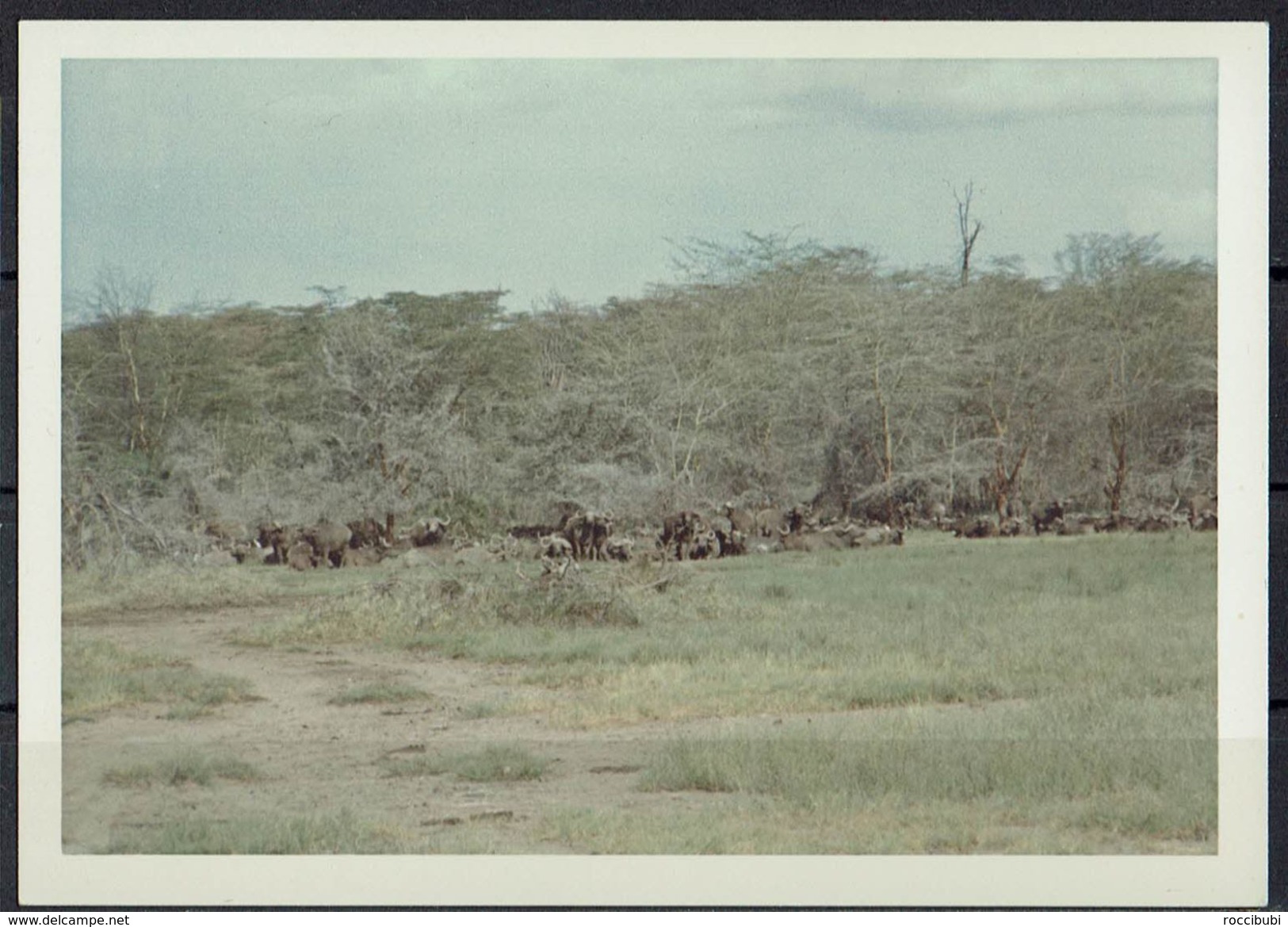 Afrika, Natur, Savanne, Büffelherde Von Hobbyfotograf (21) - Afrika