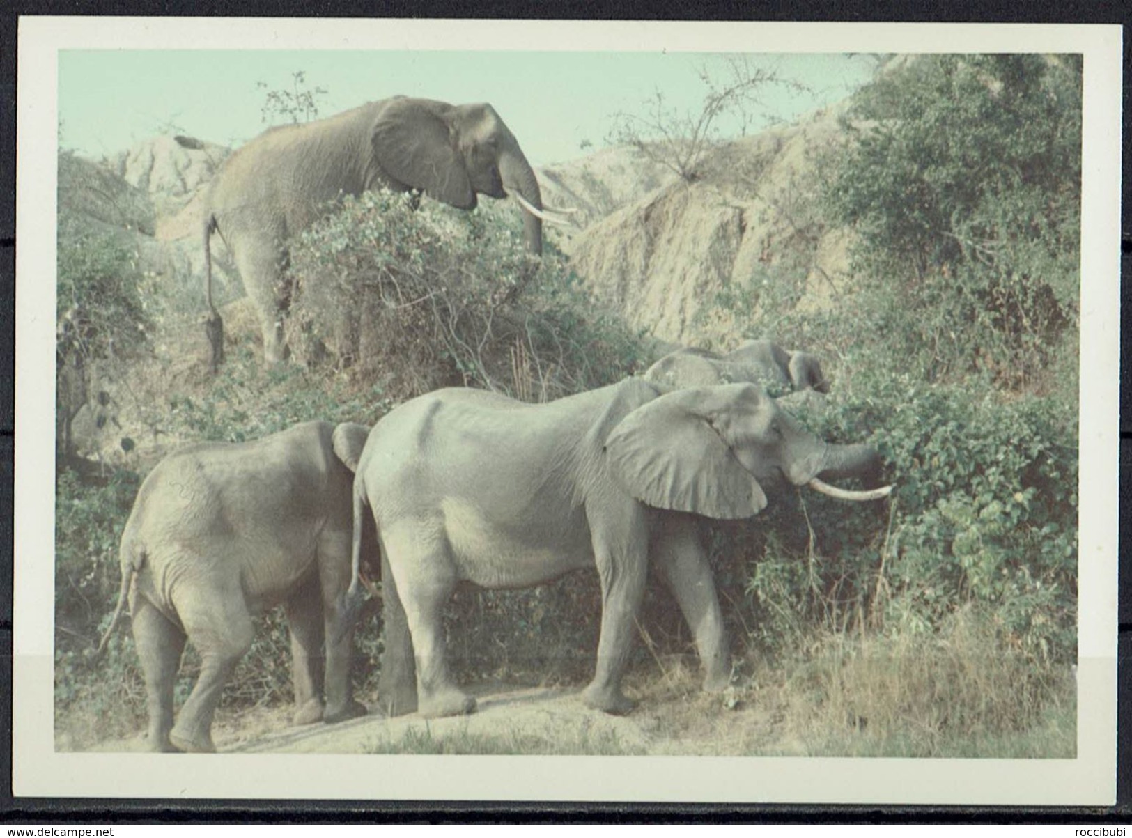 Afrika, Natur, Savanne, Elefanten Von Hobbyfotograf (23) - Afrika