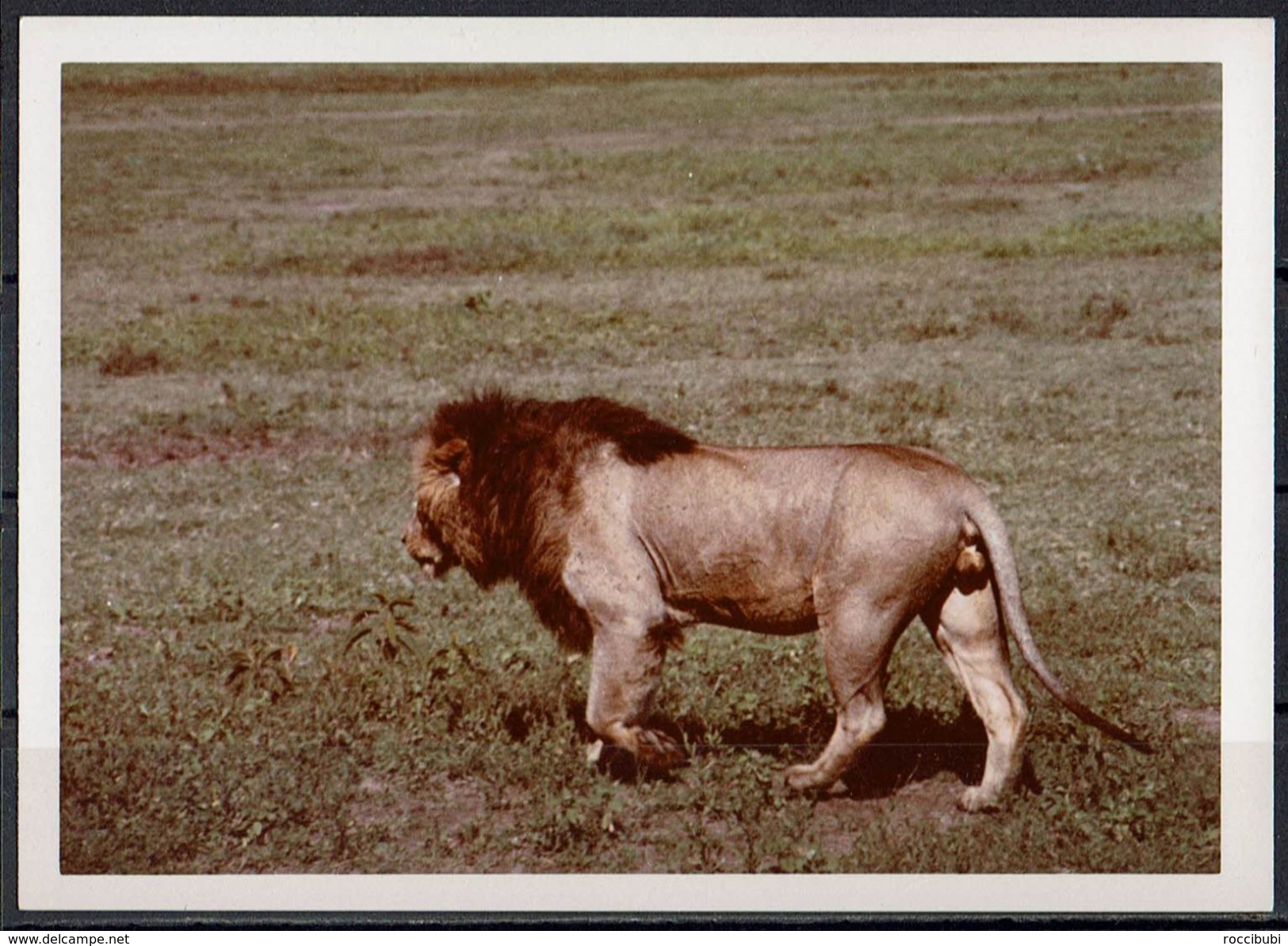 Afrika, Natur, Savanne, Löwe Von Hobbyfotograf (26) - Afrika