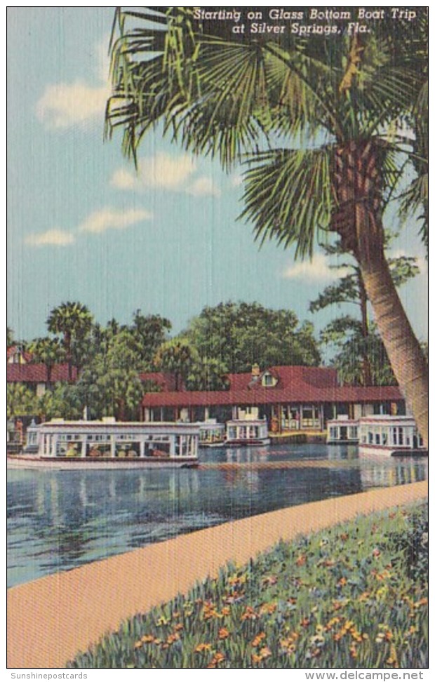 Florida Silver Springs Starting On Glass Bottom Boat Trip 1956 Curteich - Silver Springs