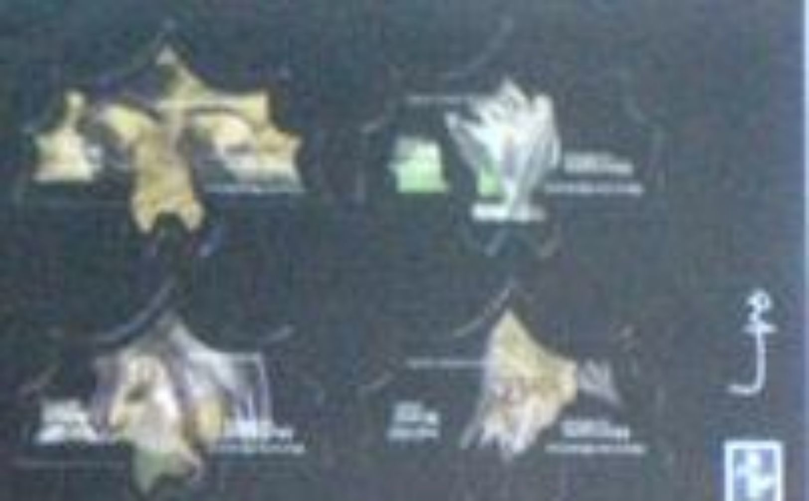 Brazil Issued In 2010 Animal Stamps Bat Shaped Alveolar ** - Ungebraucht