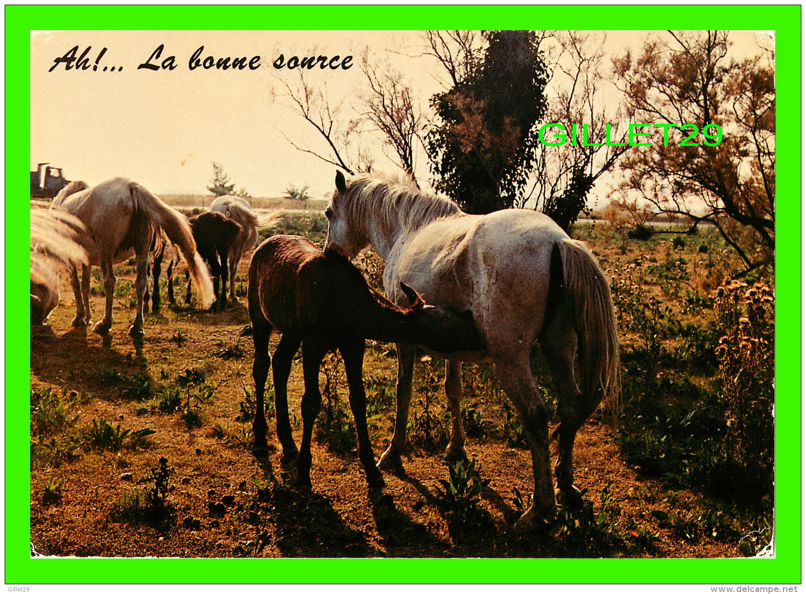 CHEVAUX - HORSES - AH! ... LA BONNE SOURCE -  EDITION DERIAZ BAULMES - CIRCULÉE EN 1984 - - Chevaux