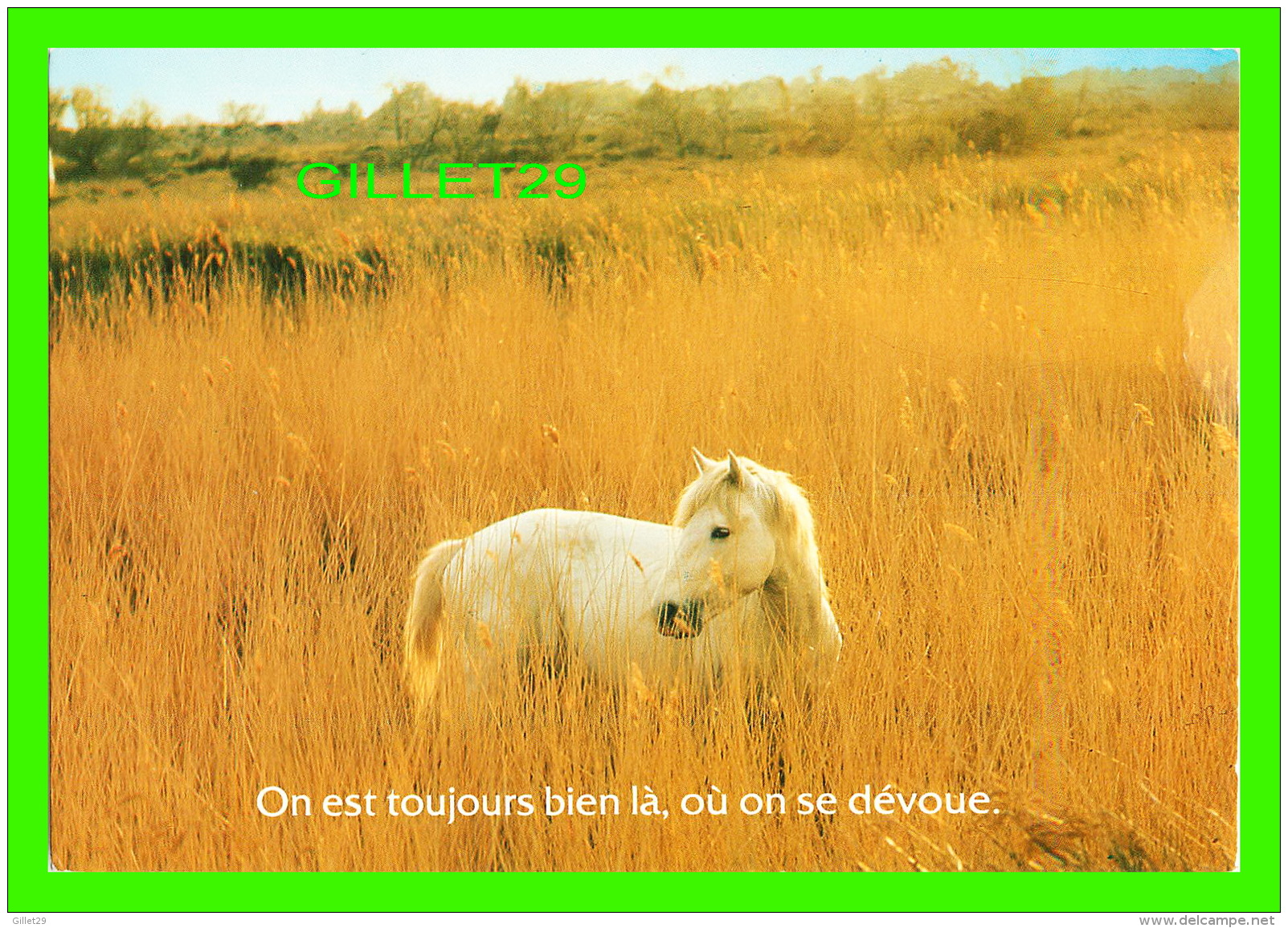 CHEVAUX - HORSES - ON EST TOUJOURS BIEN LÀÈ, OU ON SE DÉVOUE - HOUTLAND, BELGIQUE - - Chevaux