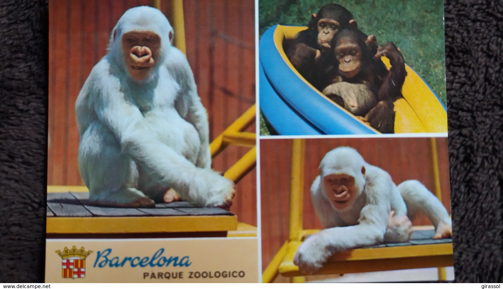 CPSM SINGE GORILLE BLANC ALBINOS FLOCON BARCELONA PARQUE ZOOLOGICO ZOO - Singes