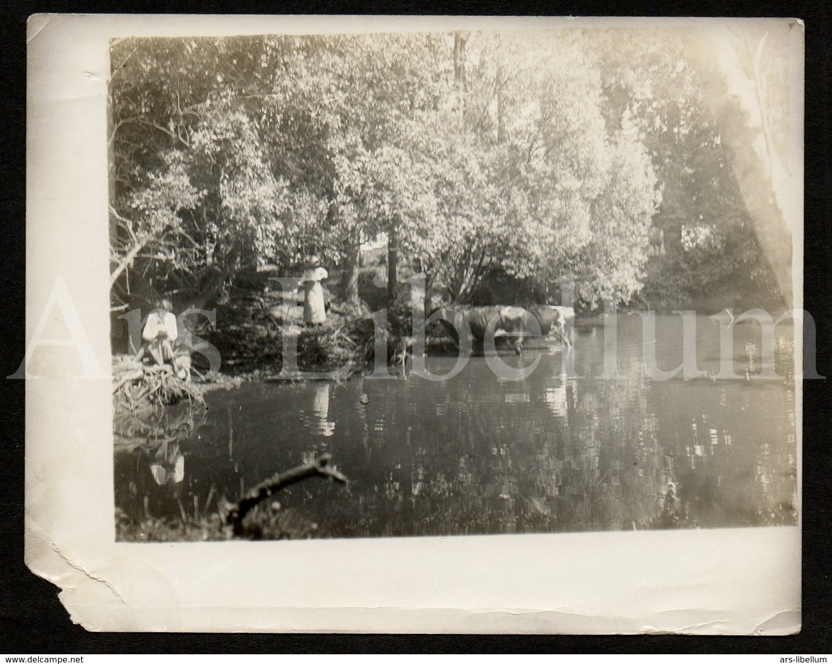 Photo Ancien / Foto / Landschap / Country Side / Dans La Campagne / Vaches Dans L'eau / Cows In The Water - Lieux