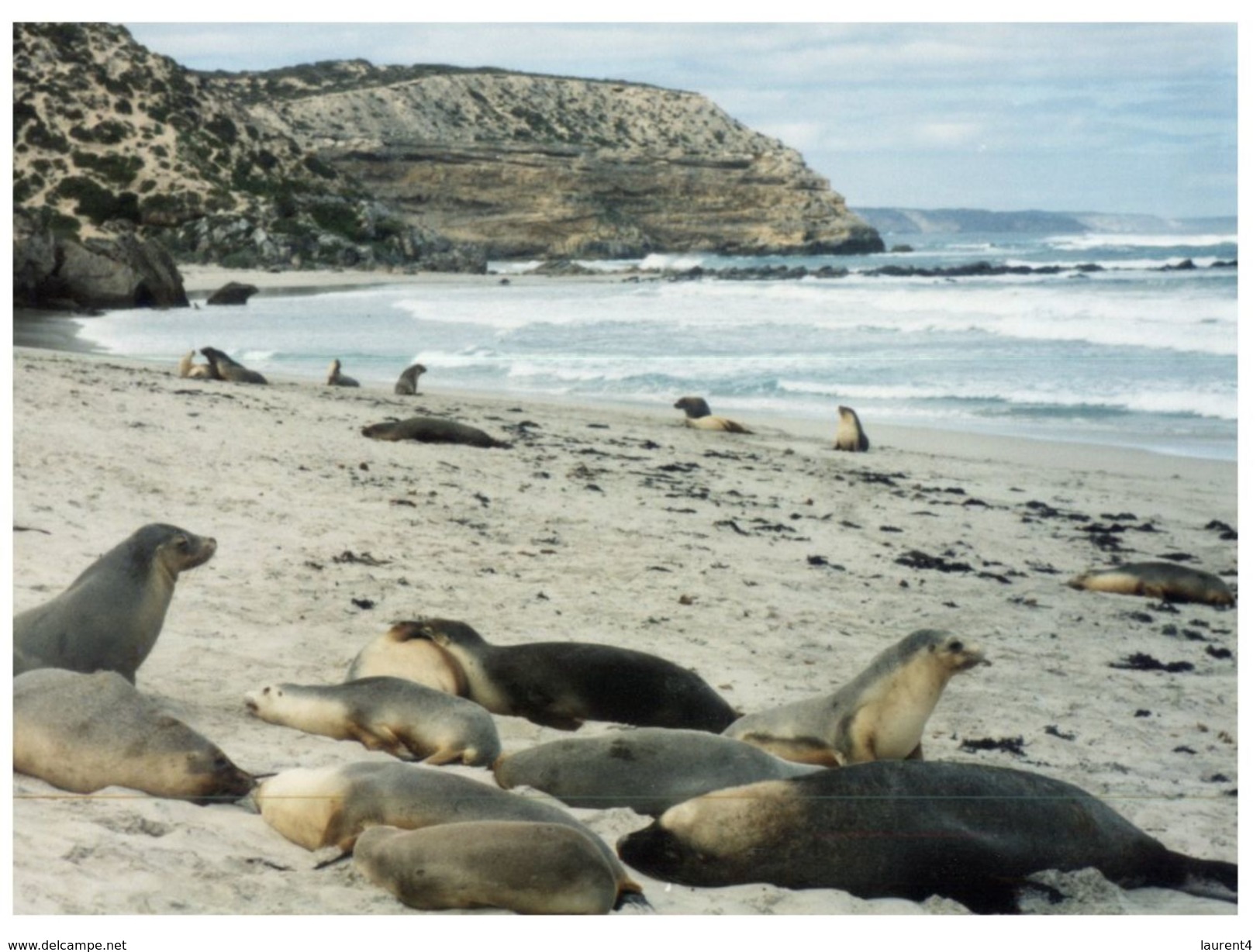 (777) Australia - SA - Kangaroo Island Seal Colony - Kangaroo Islands