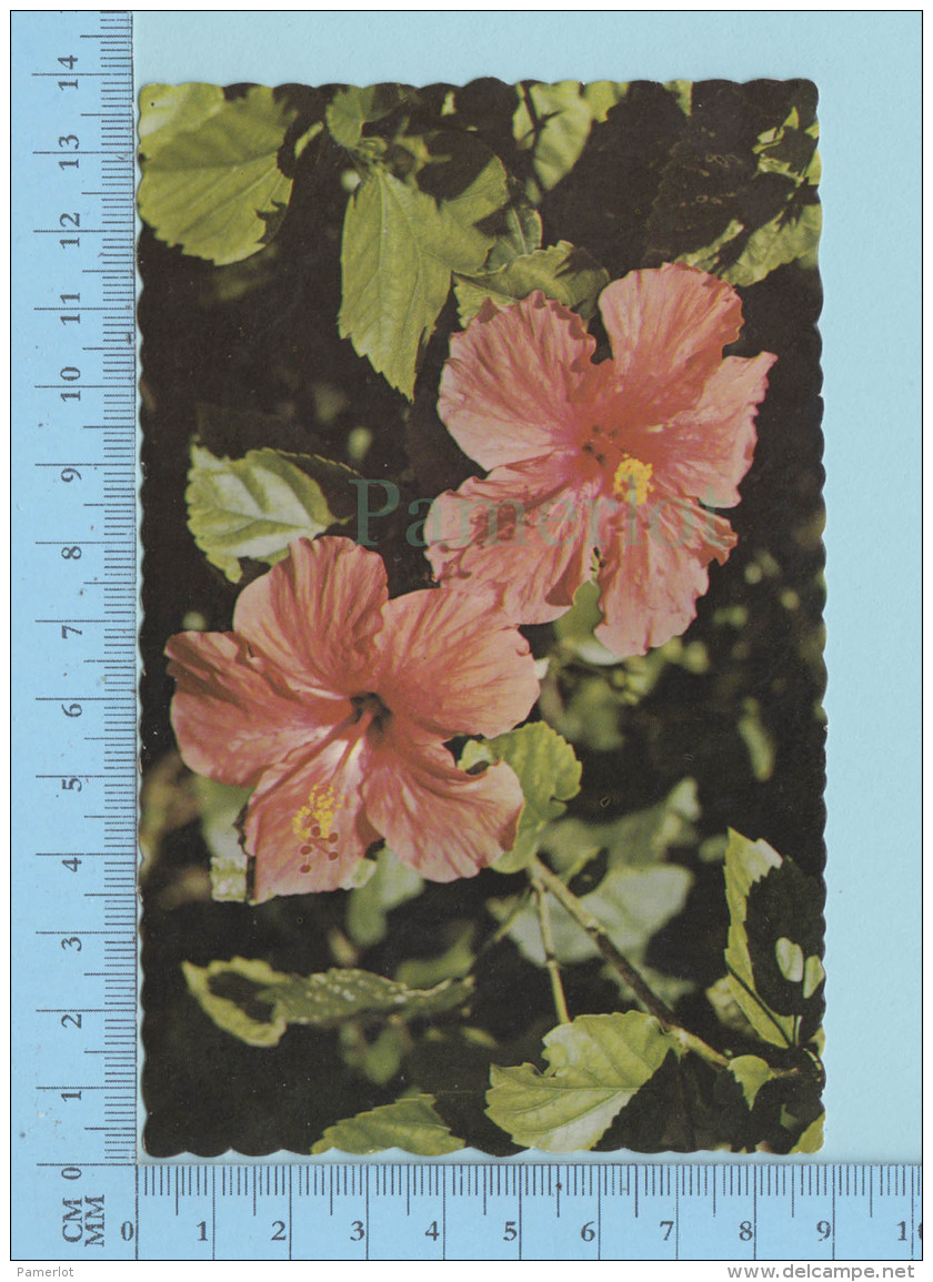 Tinted Hibiscus From Bermuda Southland Used In 1971 - Fleurs