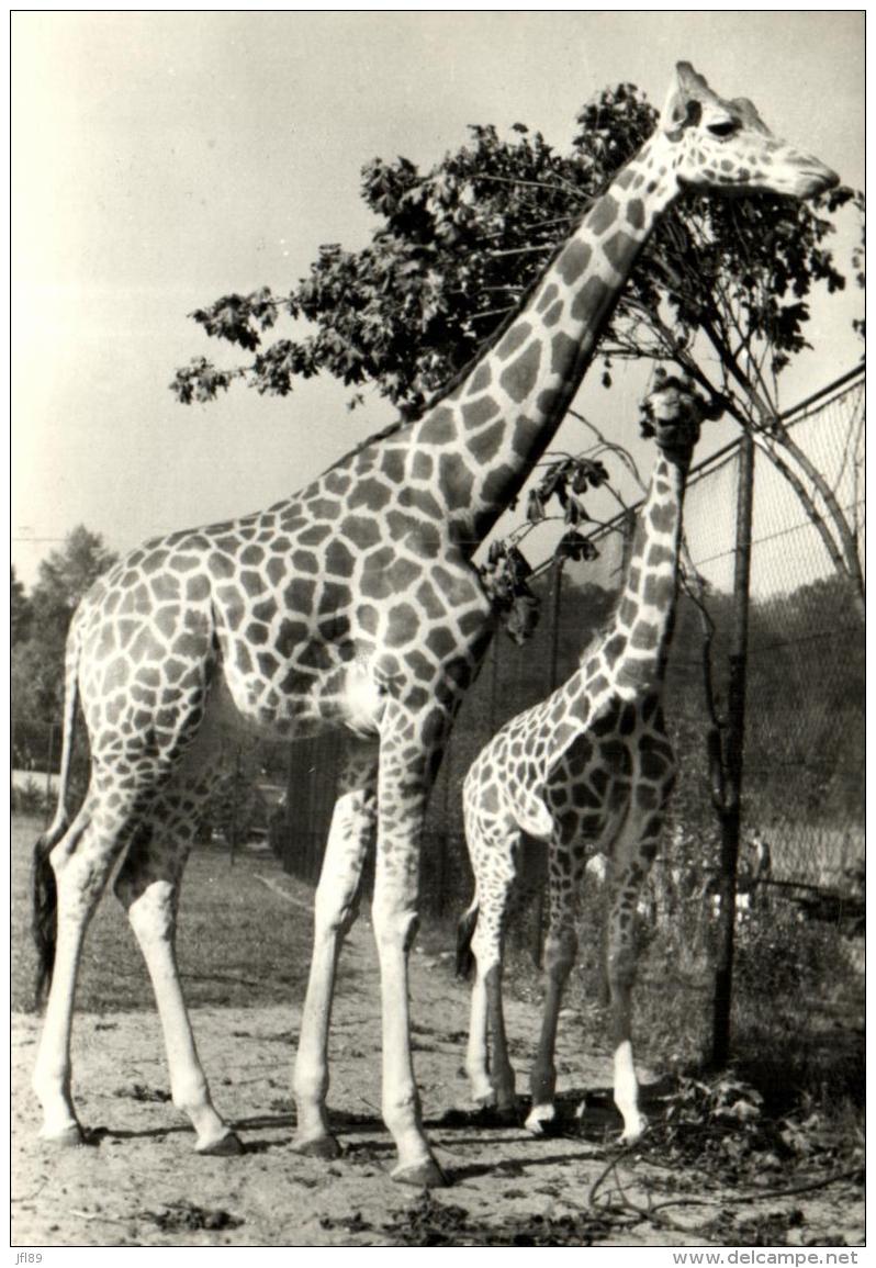 B 1536 - Girafes   Au Zoo De Praha - Giraffes