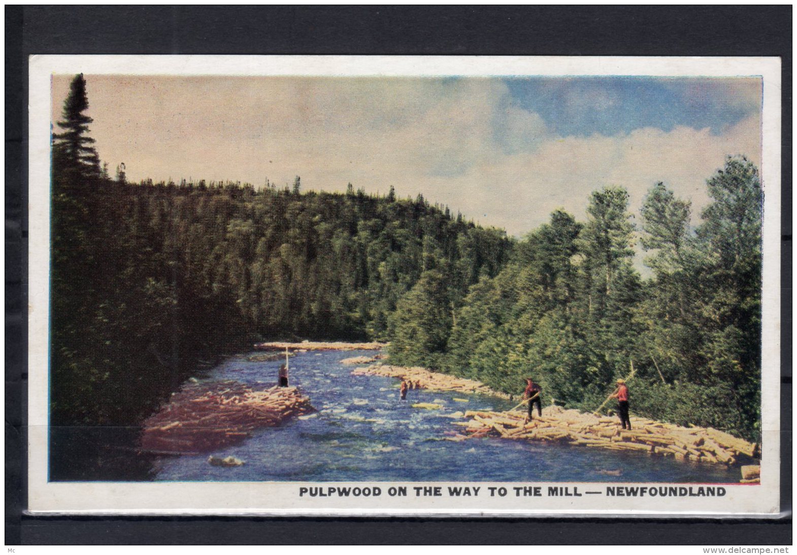 Canada - Pulpwood On The Way To The Mill  -  Newfoundland - Sonstige & Ohne Zuordnung