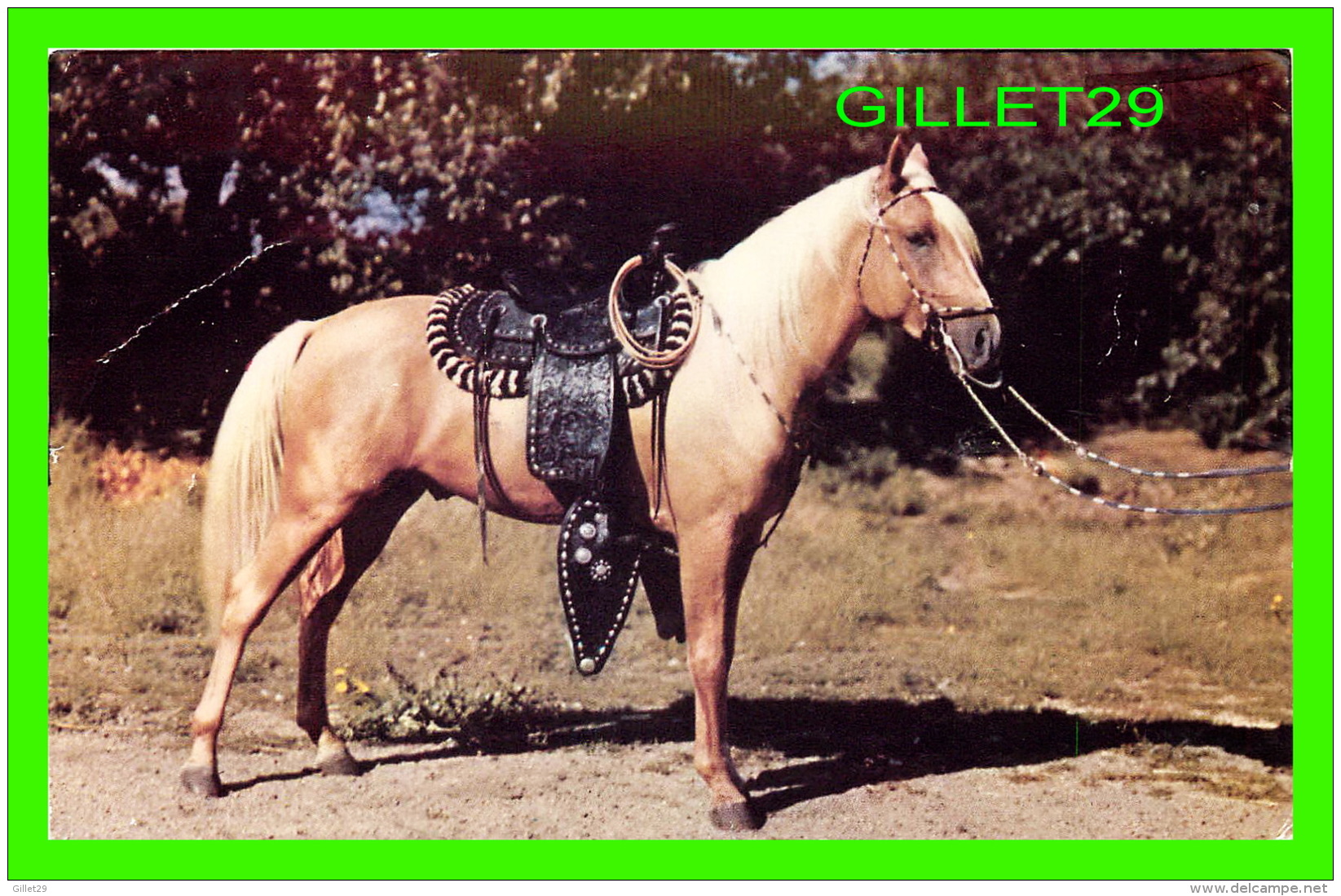 CHEVAUX - HORSES - PRIZE PALOMINO - TRAVEL IN 1957 -  H. S. CROCKER CO INC - - Chevaux
