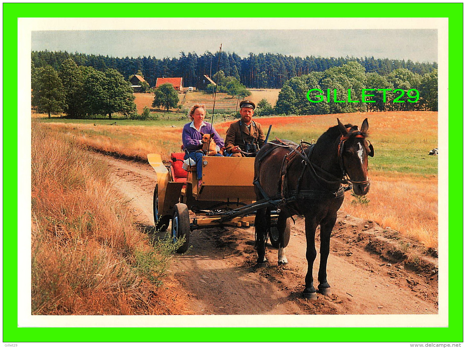 CHEVAUX - HORSES -  GMINA PARCHOWO - PROMENADE EN BUGGY - - Chevaux