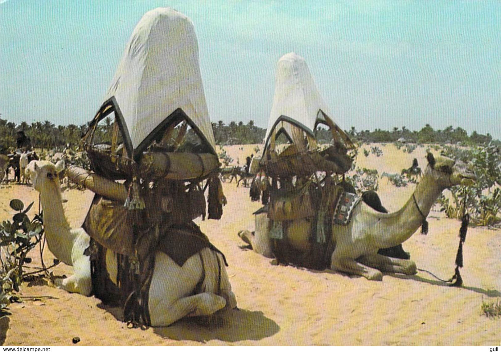 Afrique > NIGER Chameaux De Grande Tribu INGALL  MAURICE ASCANI 19 (chameau Camel)  *PRIX FIXE - Níger