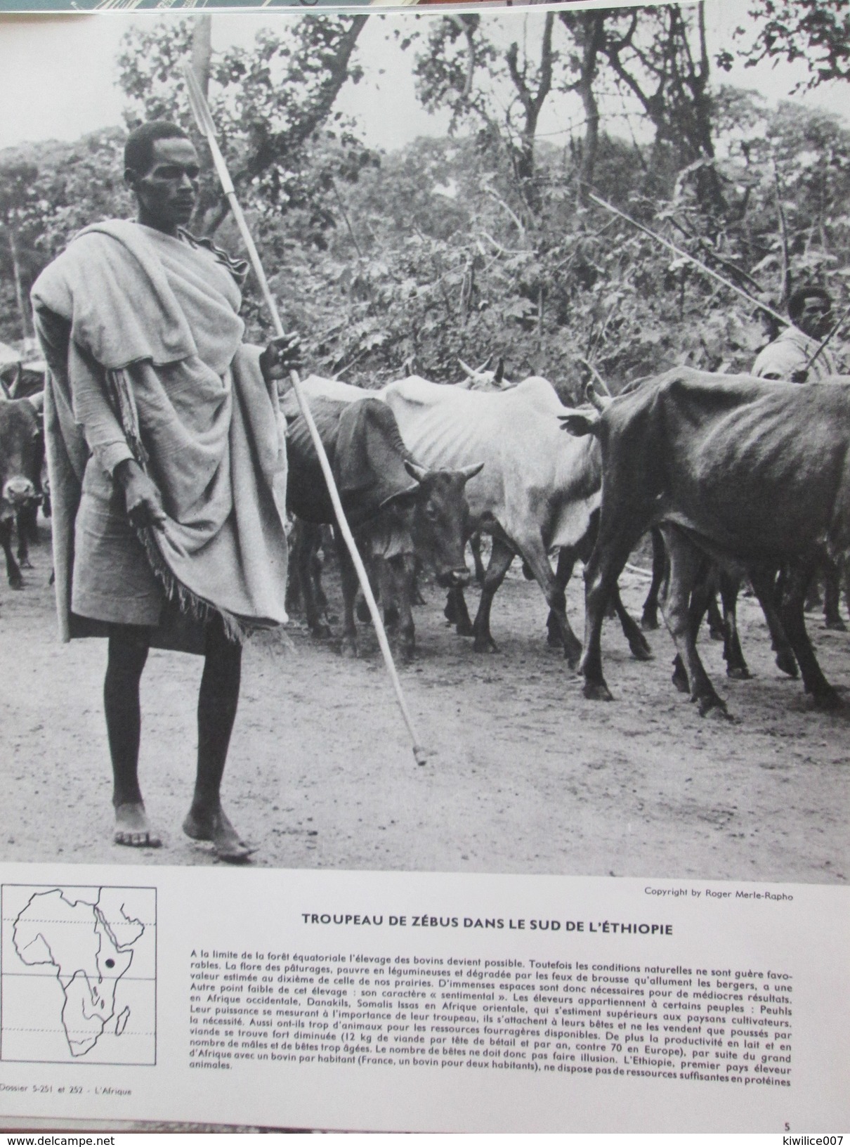 ETHIOPIE Troupeau De Zébus   Grande Photographie   1965 - Ethiopie