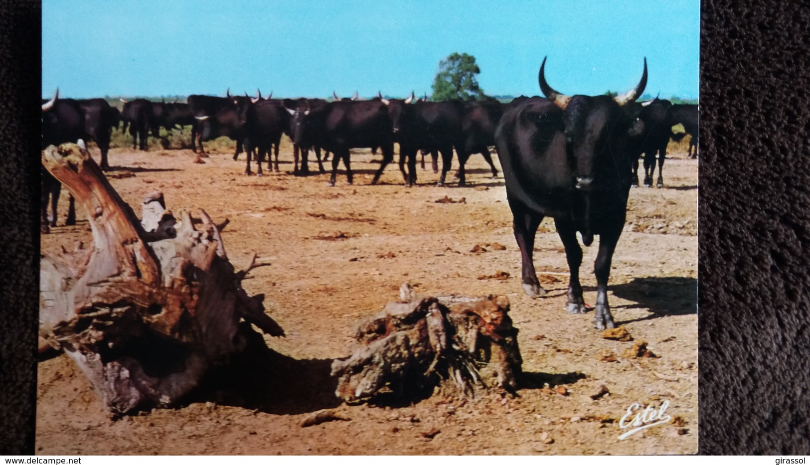 CPSM TAUREAUX EN CAMARGUE MANADE ED ESTEL - Bull