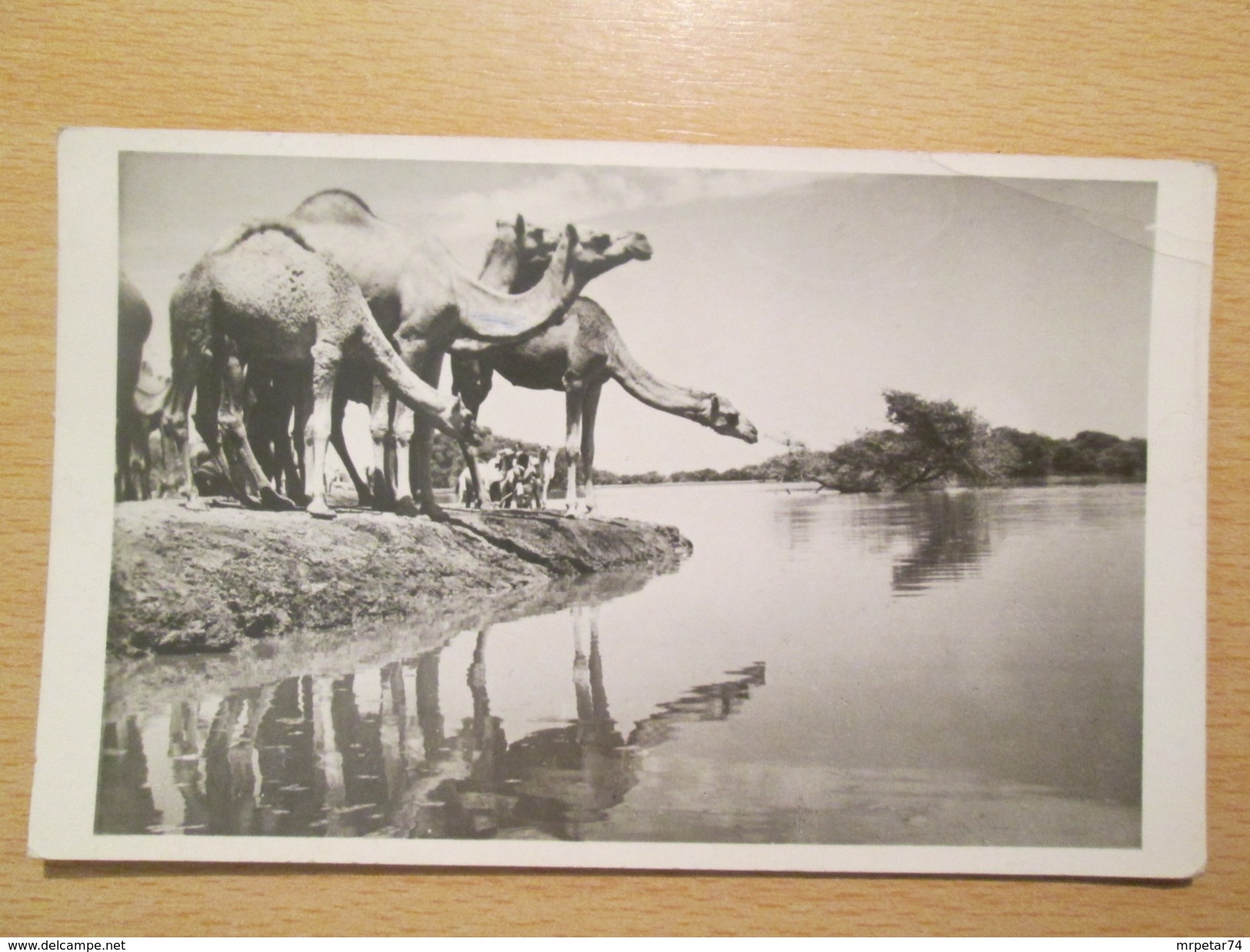 1960. Camels , Khartoum / Sudan / Africa Postcard With Censorship  Mark, First Sudanese Civil War 1955-1972 - Sudan