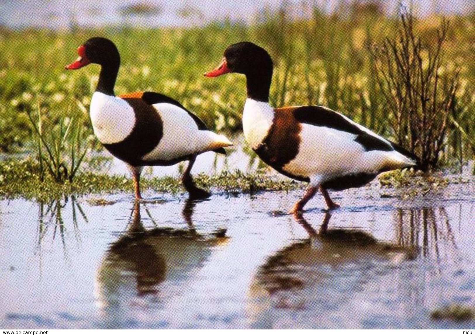 BIRDS - COMMON SHELDUCK (Tadorna Tadorna) - Other & Unclassified