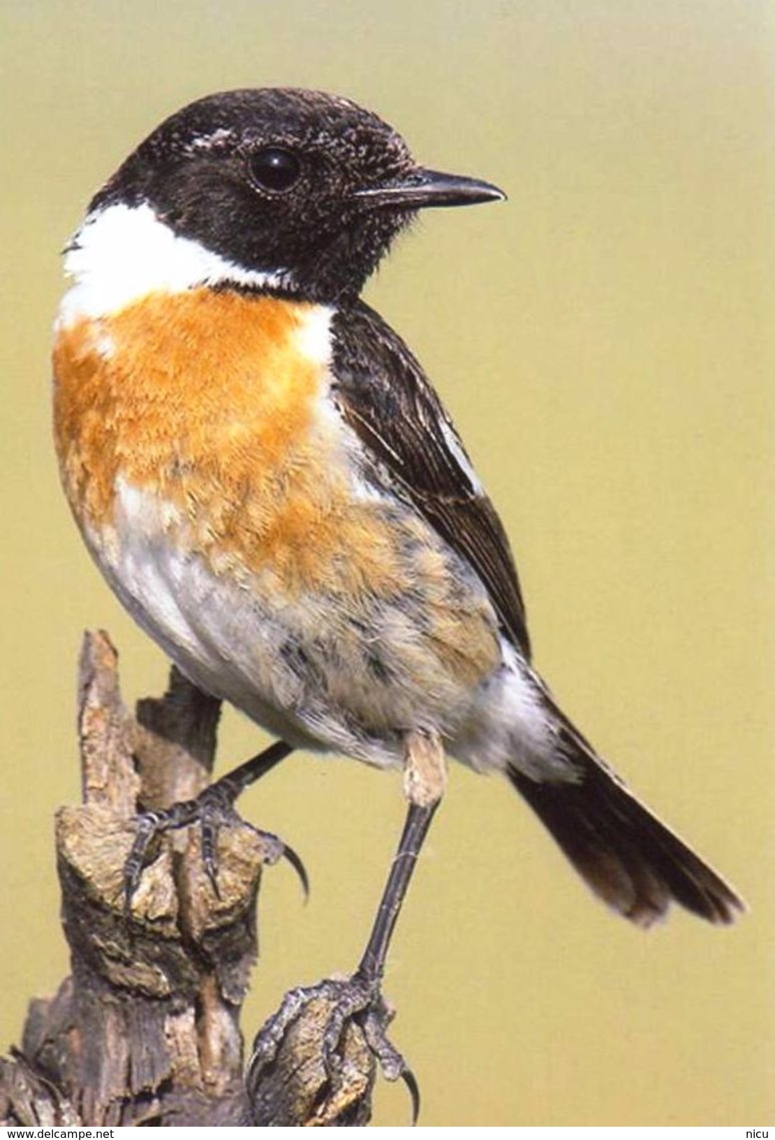BIRDS - COMMON STONECHAT (Saxicola Torquata) - Dierentuin