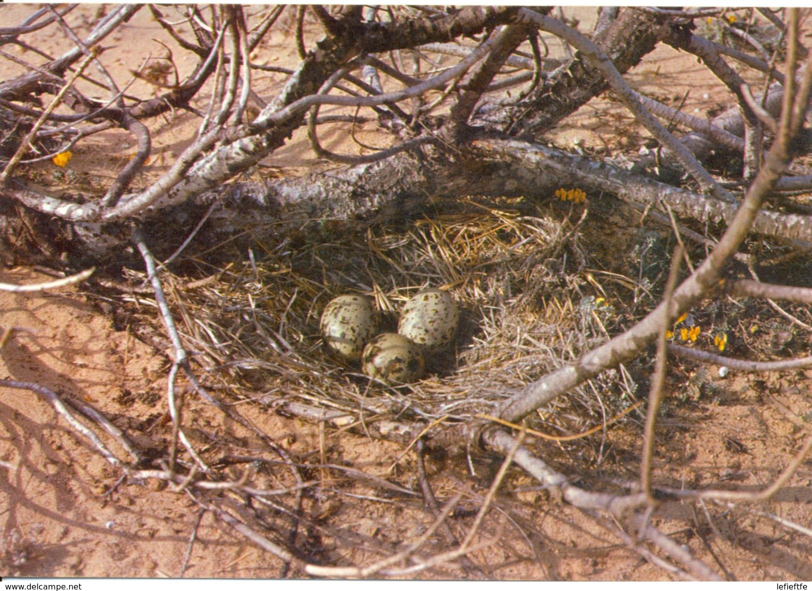 Espagne - Islas Baleares - Formentera - Nido De Gaviota - Original J. Juan Nº 148 - - Formentera