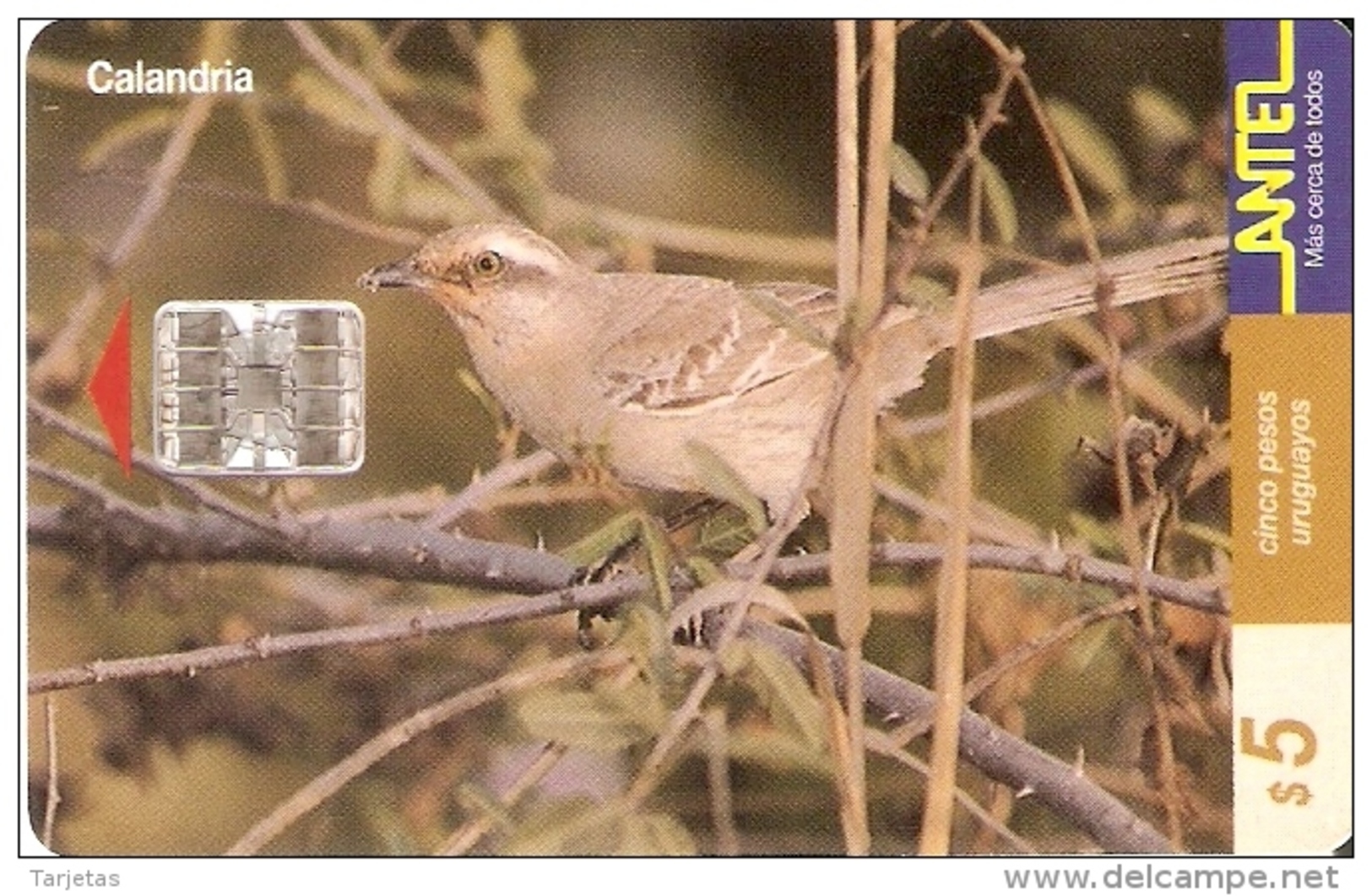 Nº 103 TARJETA DE URUGUAY DE UN PAJARO CALANDRIA DE 5$ (BIRD) - Uruguay