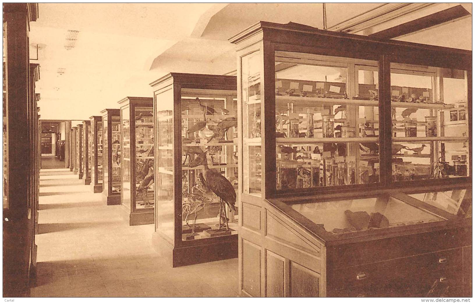 BRUXELLES - Université - Faculté Des Sciences - Zoologie : Vue Prise Au Musée - Enseignement, Ecoles Et Universités