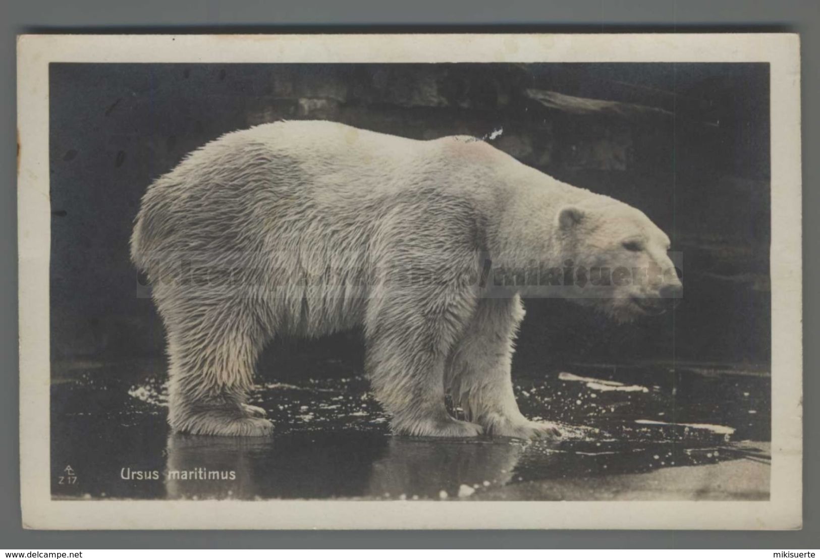 V299 Animali ORSO BIANCO BEAR URSUS MARITIMUS FP (m) - Beren