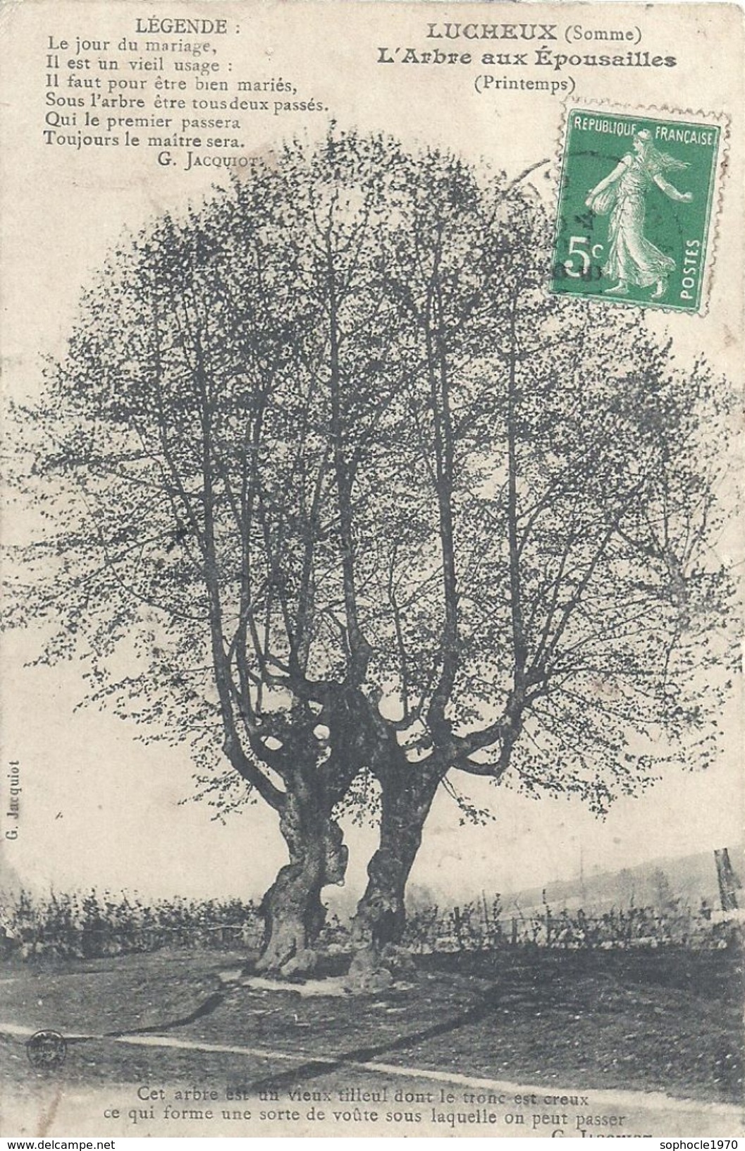 SOMME - 80 - LUCHEUX - L'arbre Aux épousailles - Lucheux