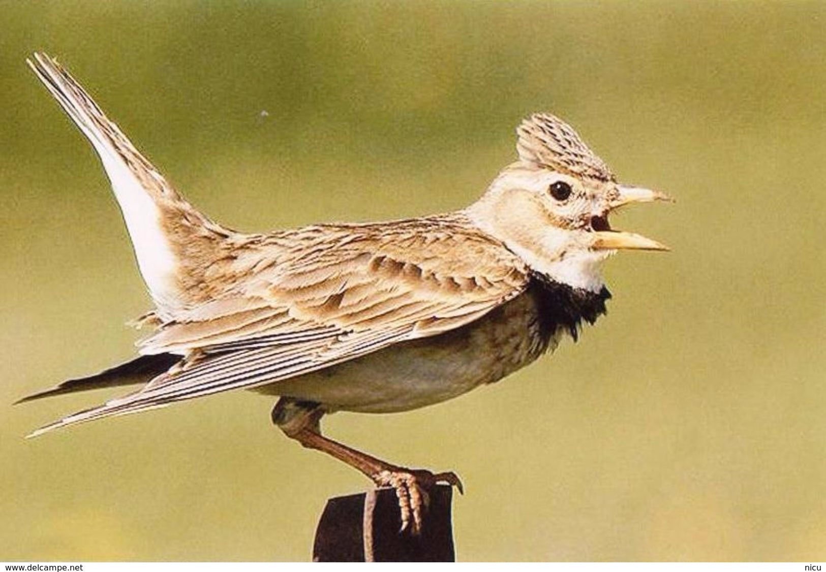 BIRDS - CALANDRA LARK (Melanocorypha Calandra) - Dierentuin