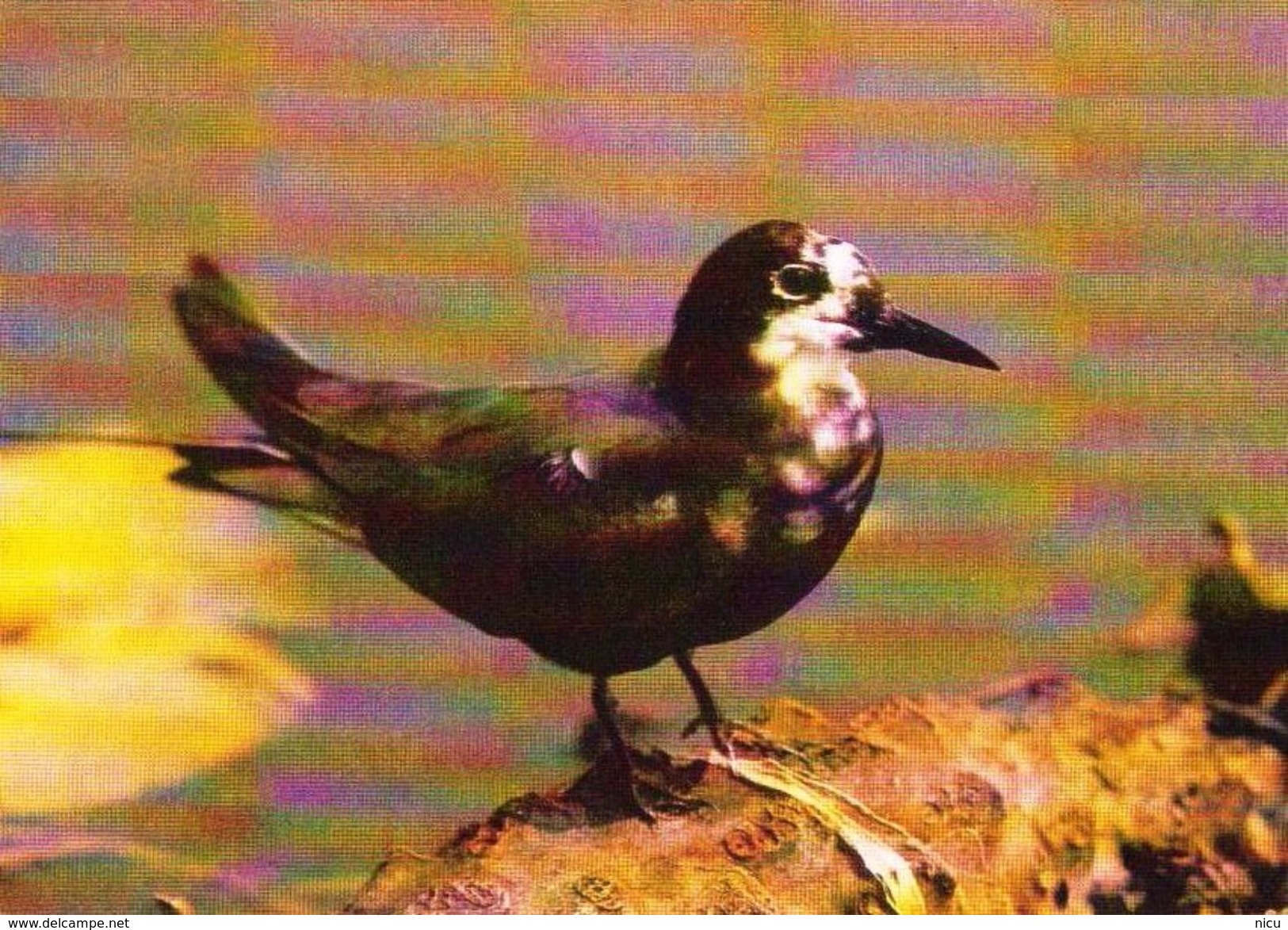 BIRDS - BLACK TERN (Chlidonias Nigra) - Dierentuin