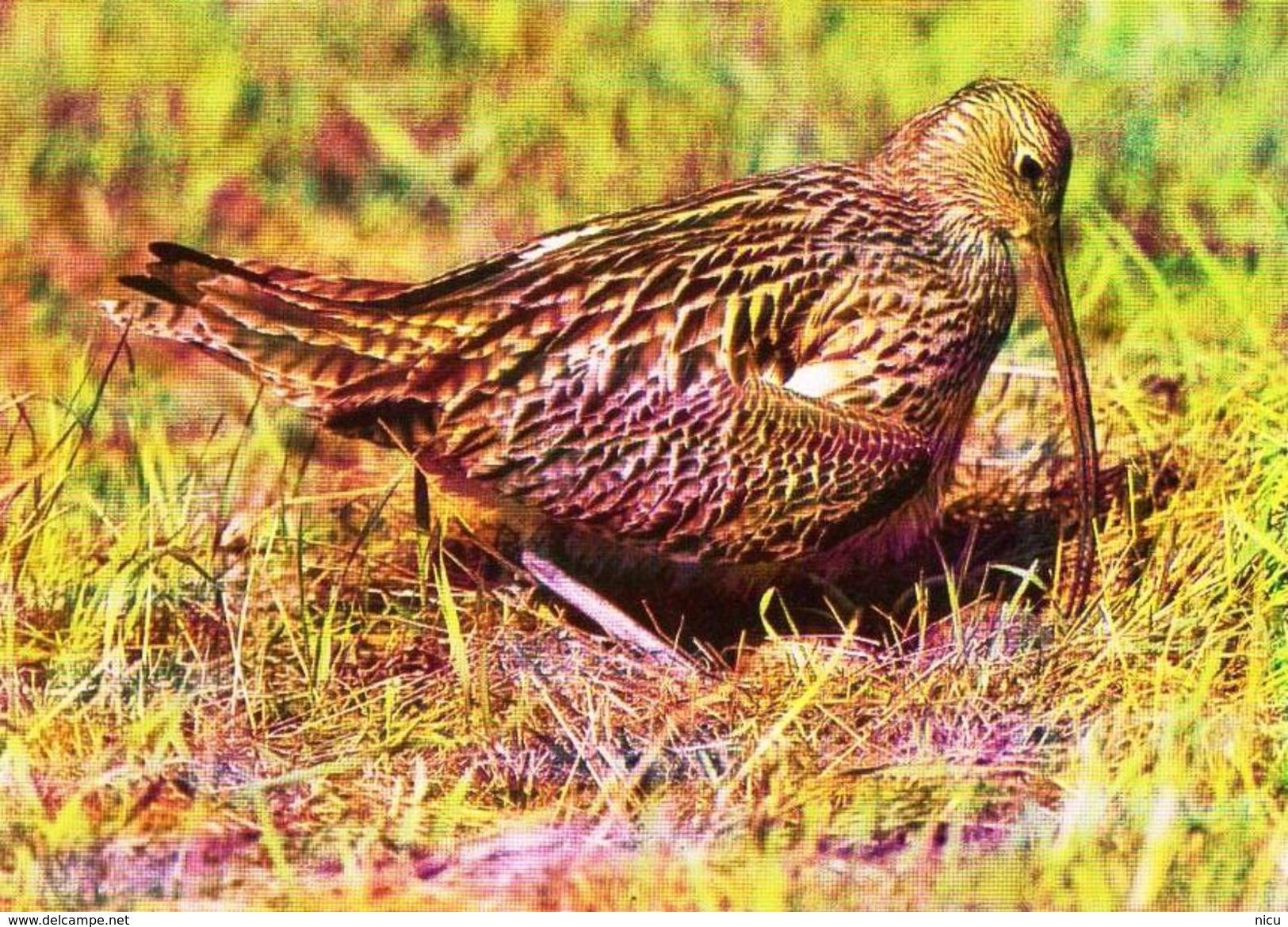 BIRDS - EURASIAN CURLEW (Numenius Arquata) - Dierentuin