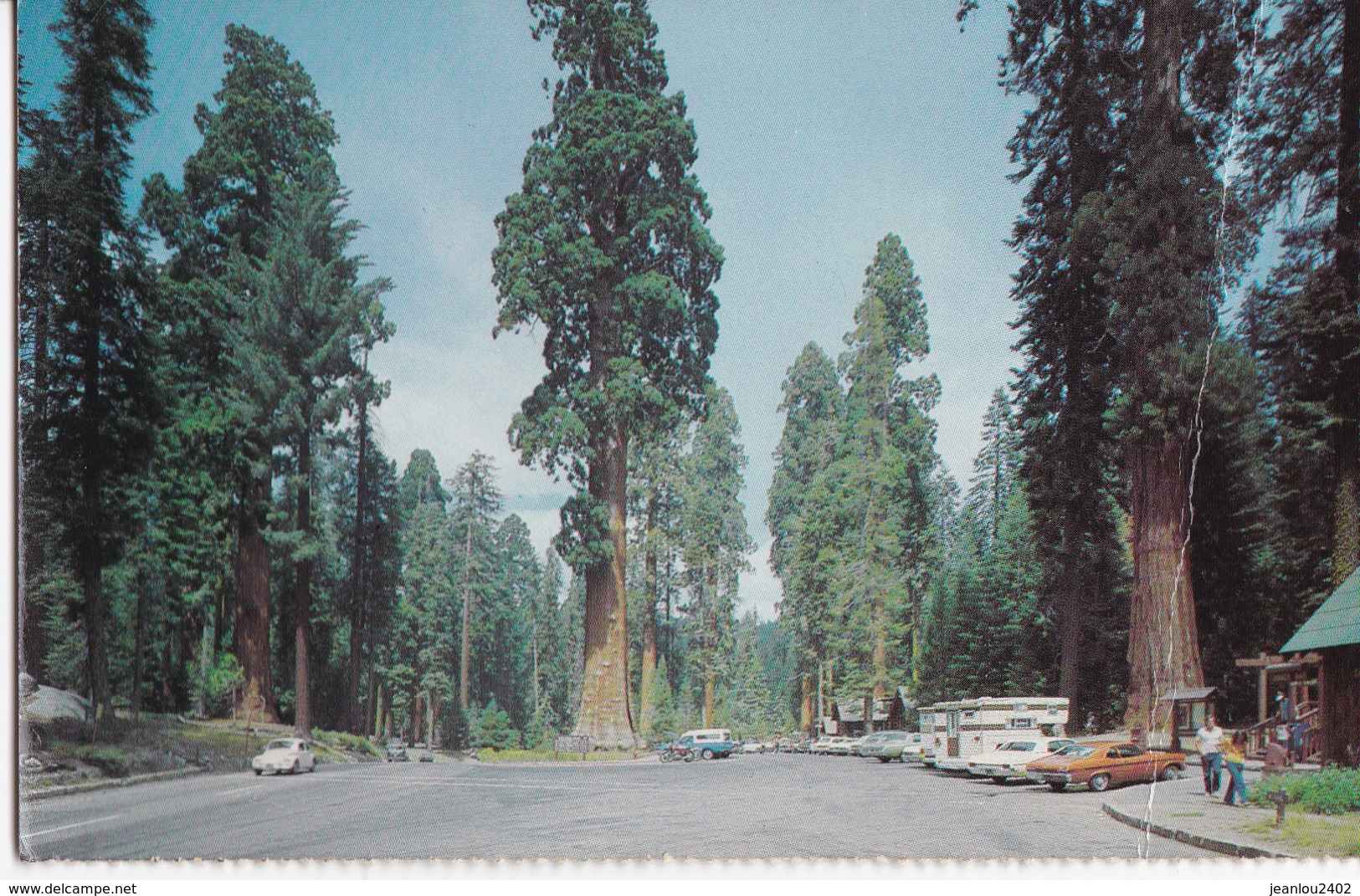 SEQUOIA - YELLOWSTONE NATIONAL PARK - Billings