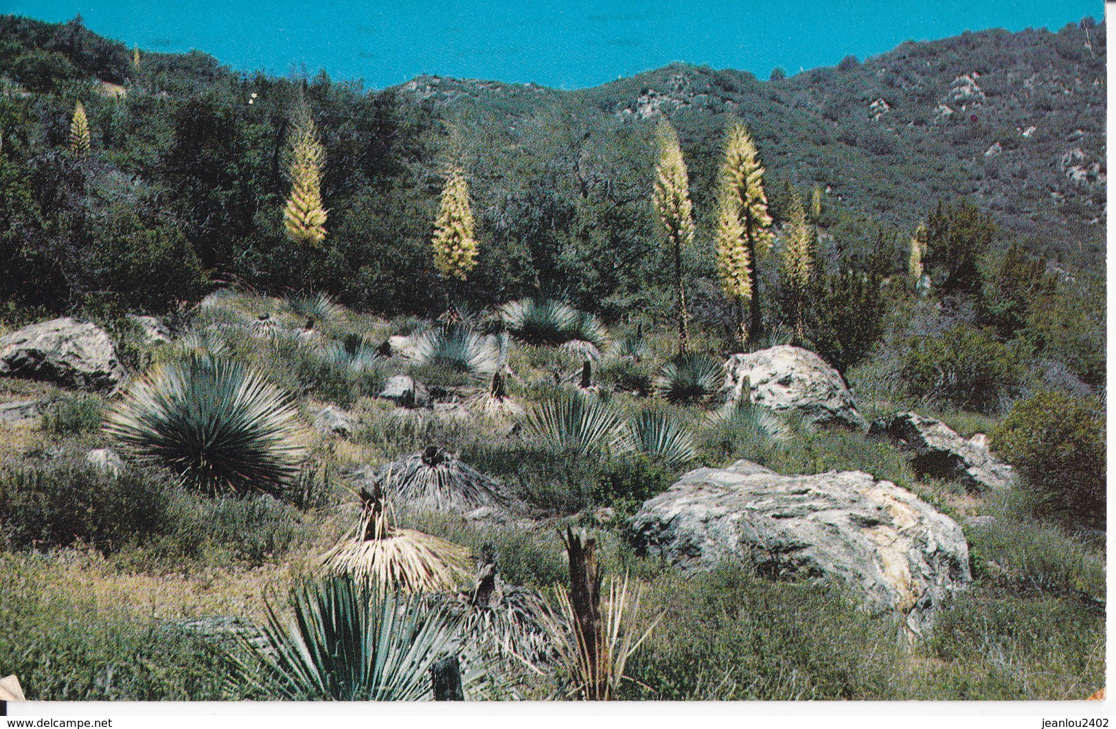 NATIVE YUCCA IN BLOOM - San Bernardino