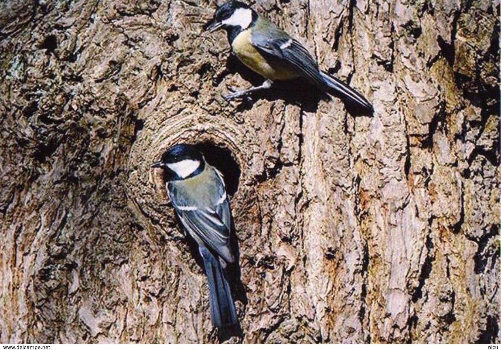 BIRDS - GREAT TIT (Parus Major) - Dierentuin