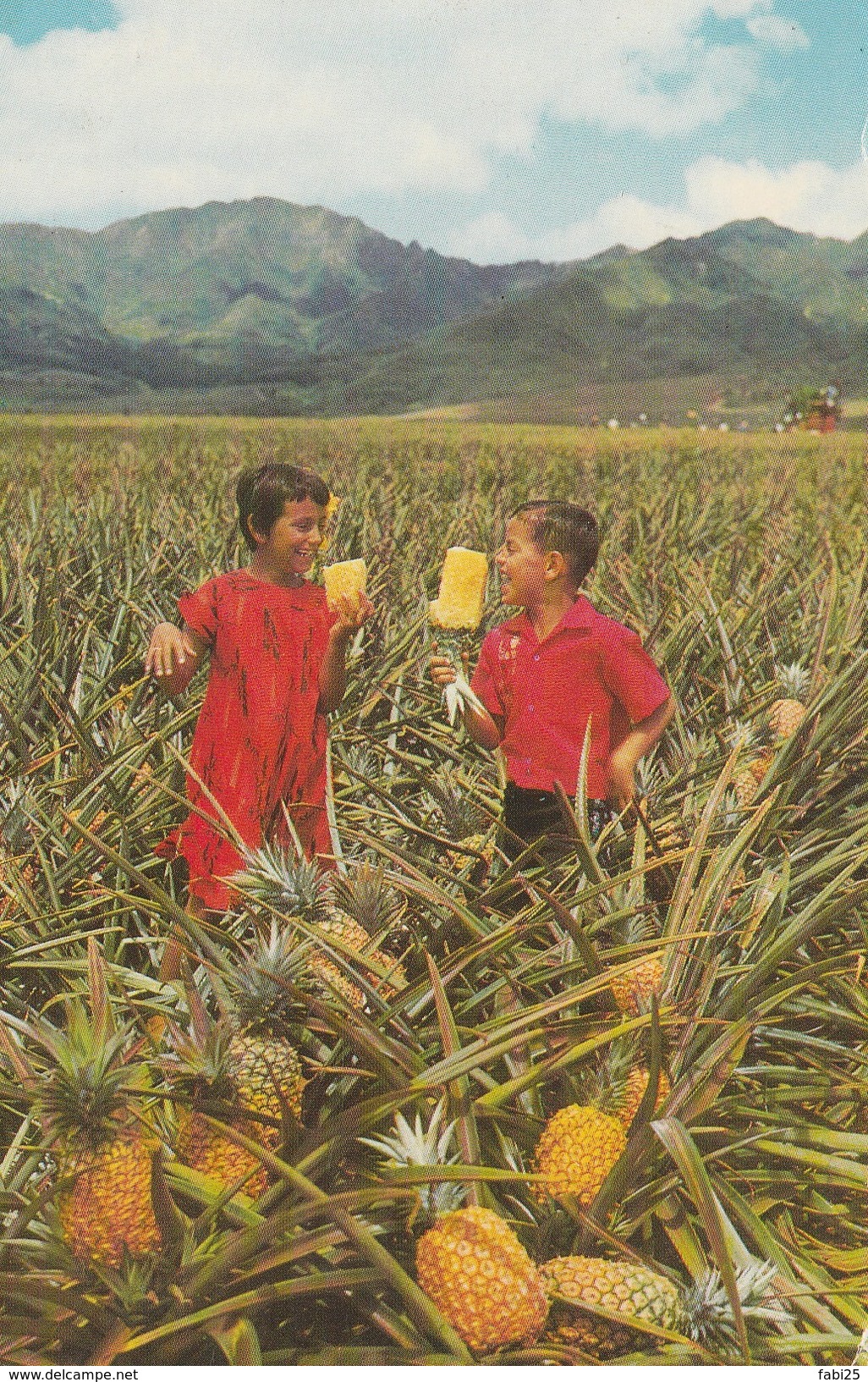 FIELD RIPE PINEAPPLES - Big Island Of Hawaii