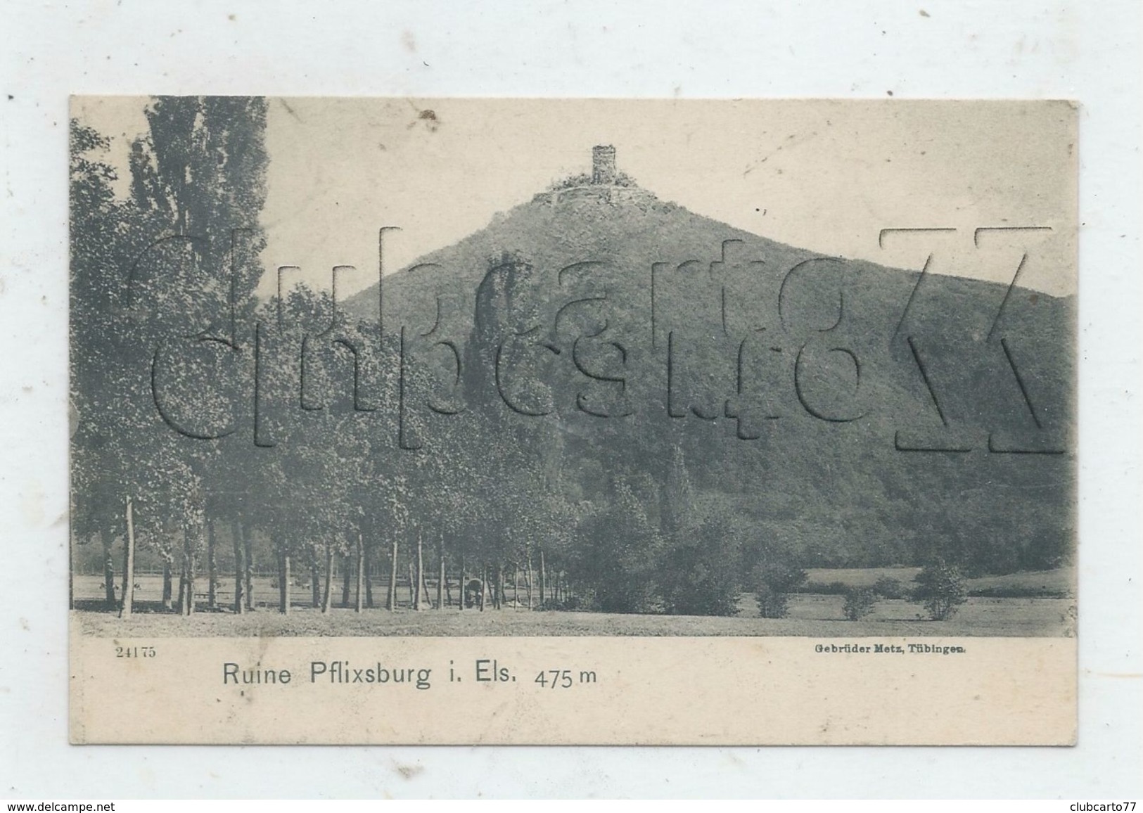Wintzenheim (67) : Les Ruines Du Château Du Pflixbourg Prise De La Route En 1905 (animé) PF. - Wintzenheim