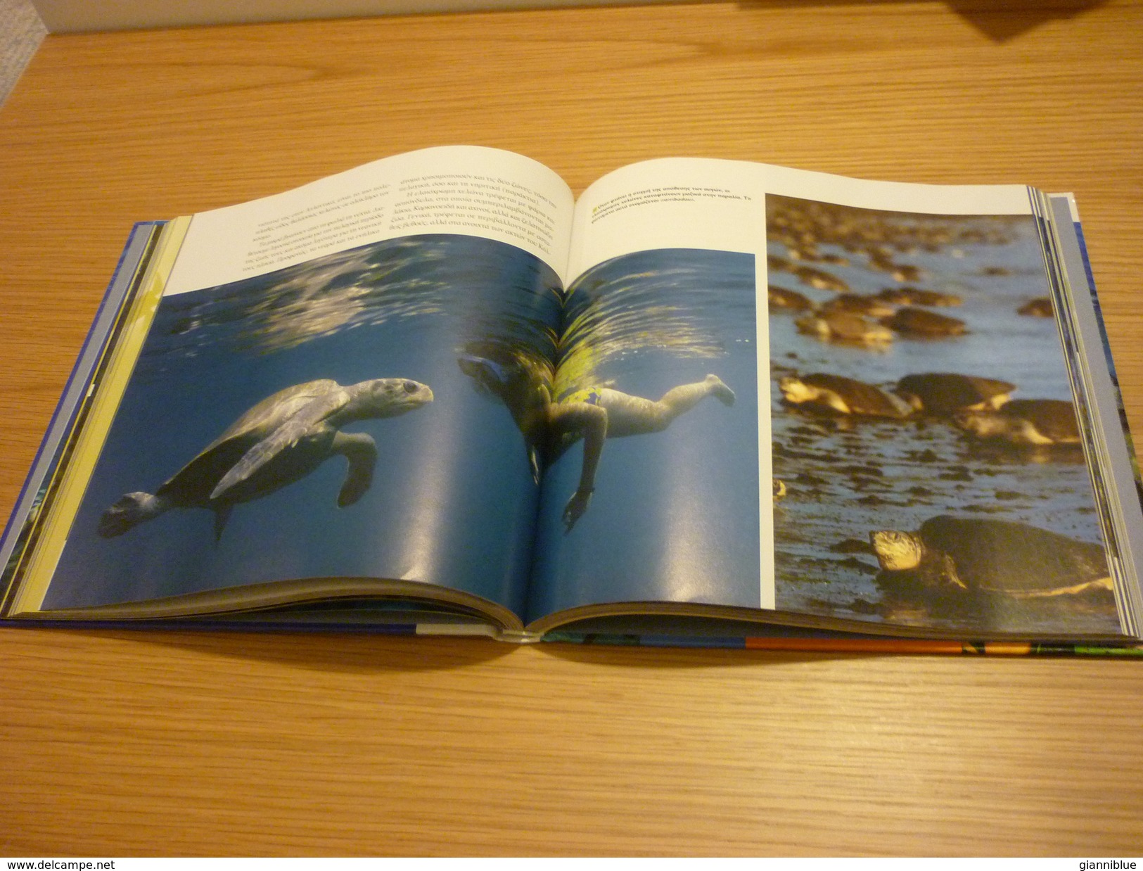 Sea Turtle & Sea Life Encyclopaedia Book Hard Cover - Enciclopedias