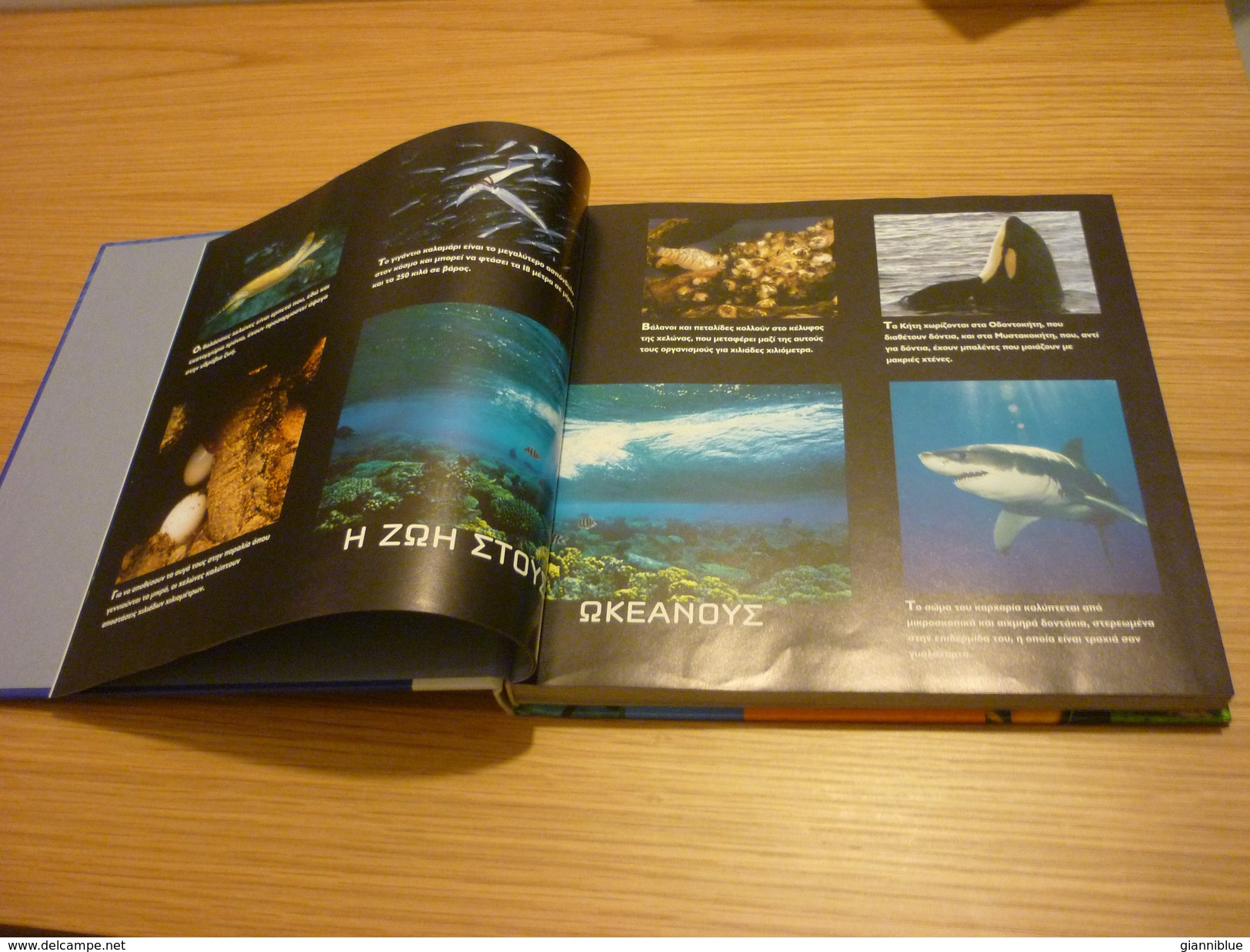 Sea Turtle & Sea Life Encyclopaedia Book Hard Cover - Encyclopedieën