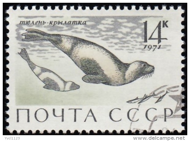 RUSSIA - Scott #3886 Phoca Fasciata / Used Stamp - Oblitérés