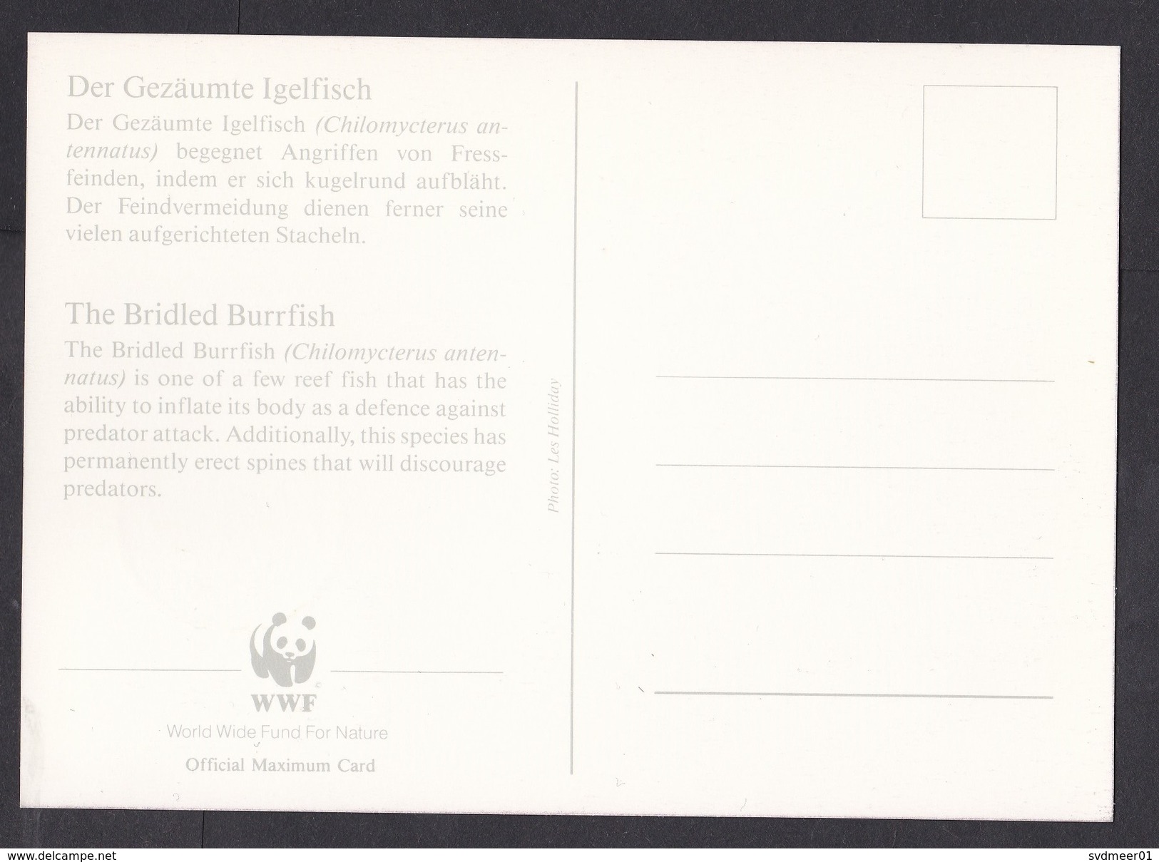 Antigua & Barbuda: Maximum Card, 1987, 1 Stamp, Burrfish, Fish, Sea Animal, WWF Panda Logo (traces Of Use) - Antigua En Barbuda (1981-...)