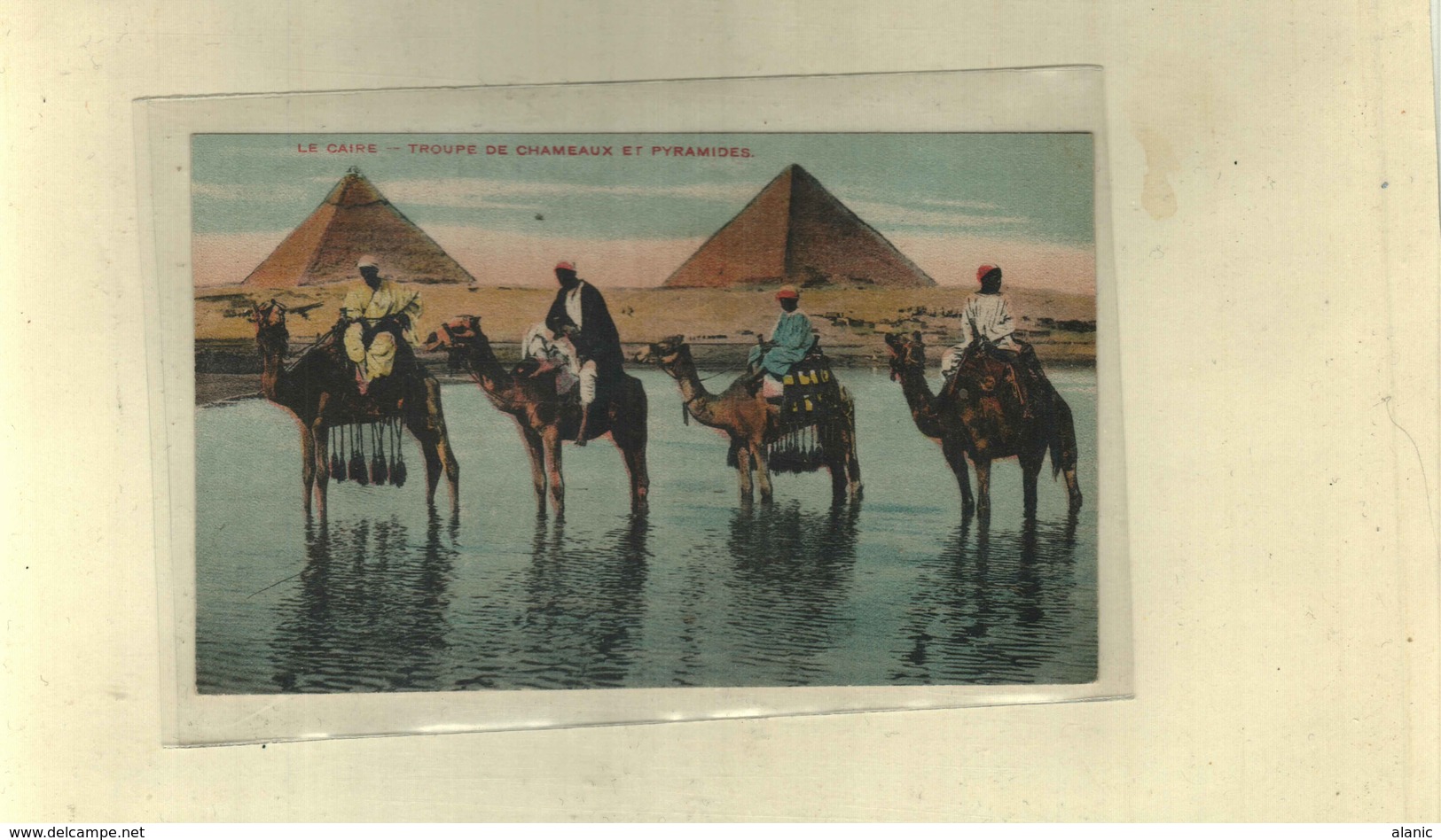 Egypte >Le Caire  // TROUPE DE CHAMEAUX ET PYRAMIDE LES BOEUFS DANS LE NIL //N°22 - Kairo