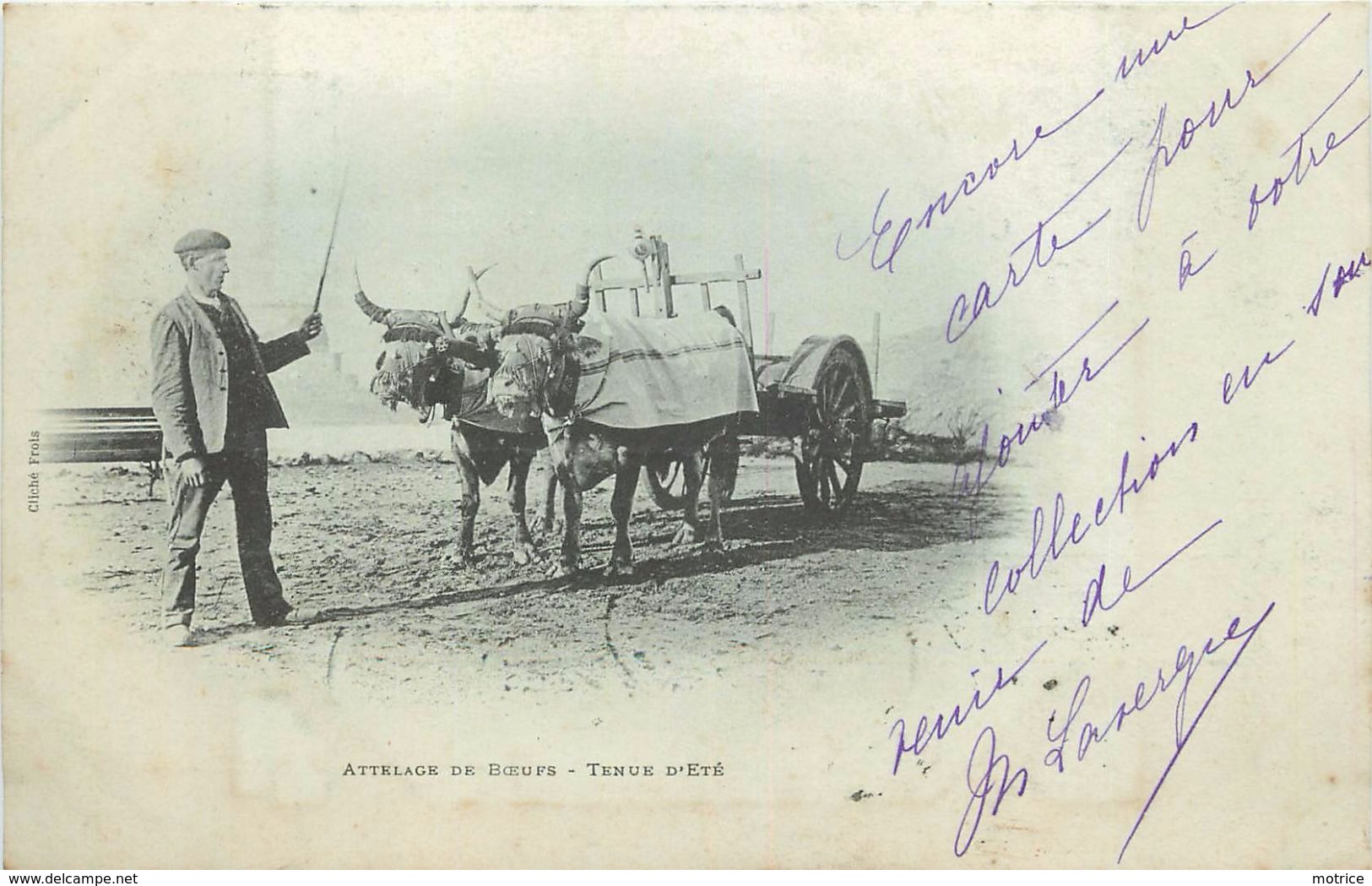 PAYS BASQUE - Attelage De Bœufs, Tenue D'été.(carte 1900) - Attelages