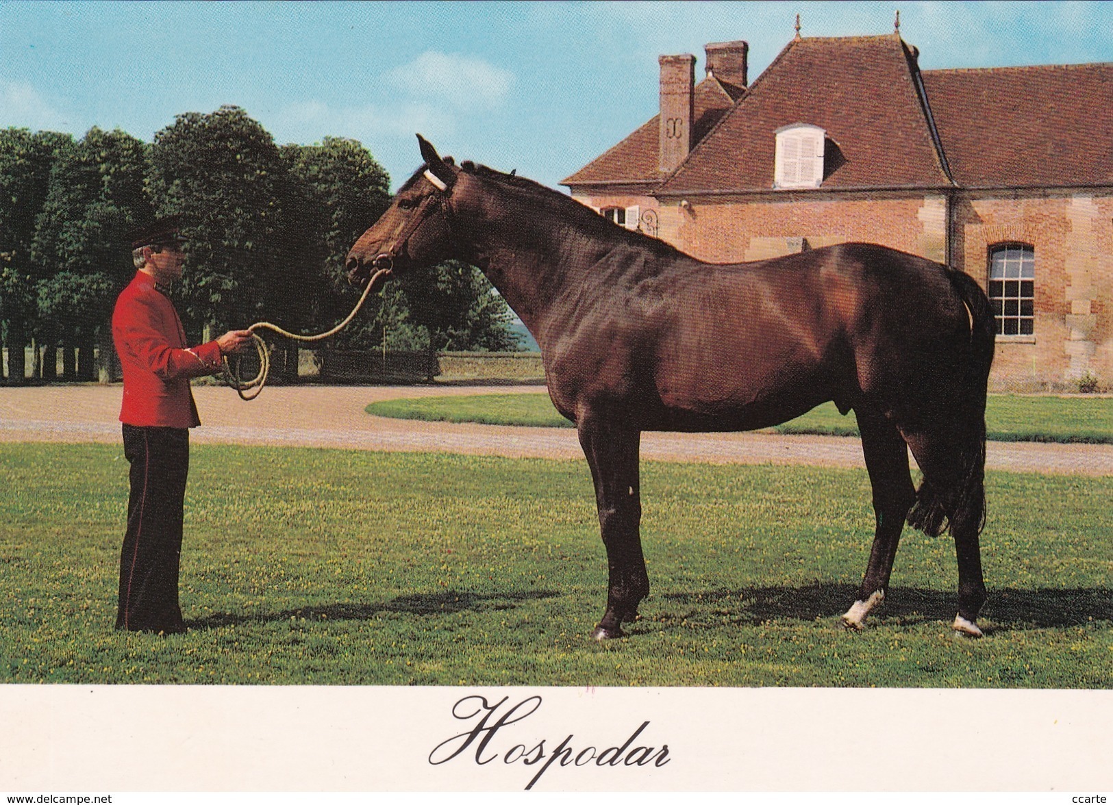 HIPPISME - HARAS - CHEVAUX - ETALONS - Hospodar (Selle Français) - CPM - Chevaux