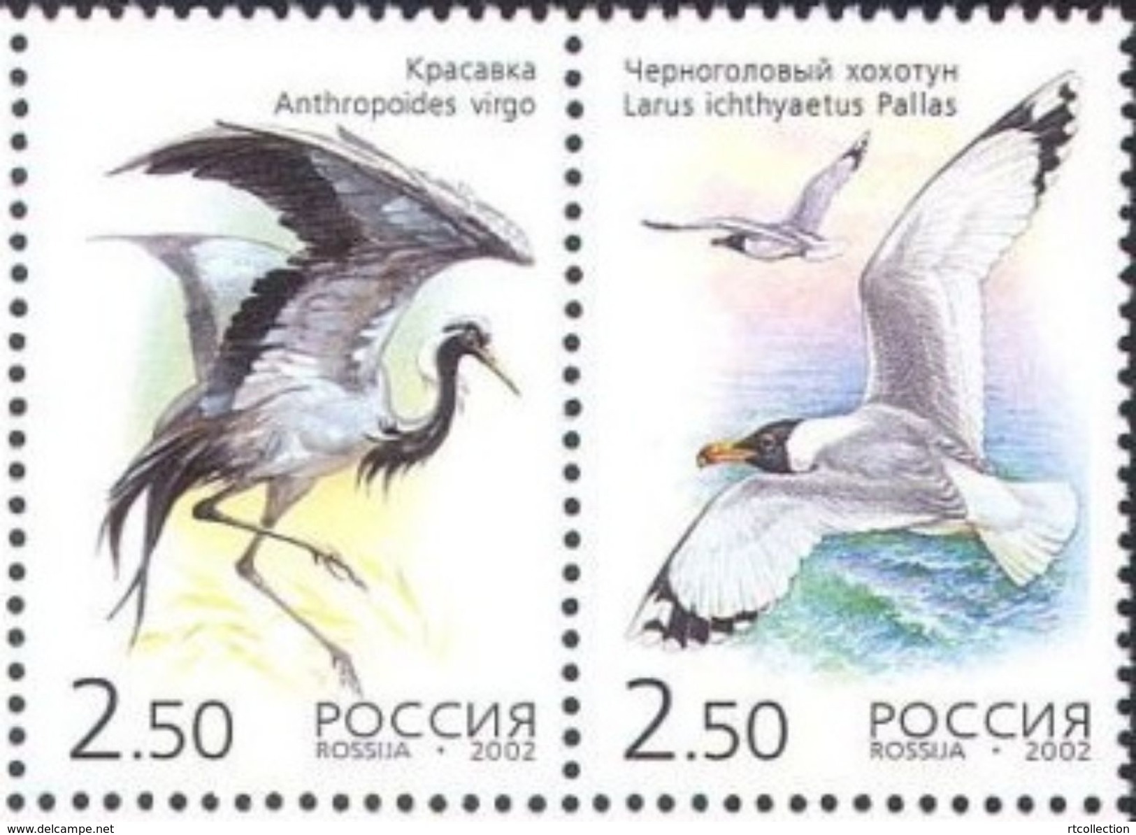 Russia 2002 Kazakhstan Joint Issue Birds Crane Cranes Gull Bird Animal Fauna Pair Stamps MNH Mi 1008-1009 Scott 6709 - Kranichvögel