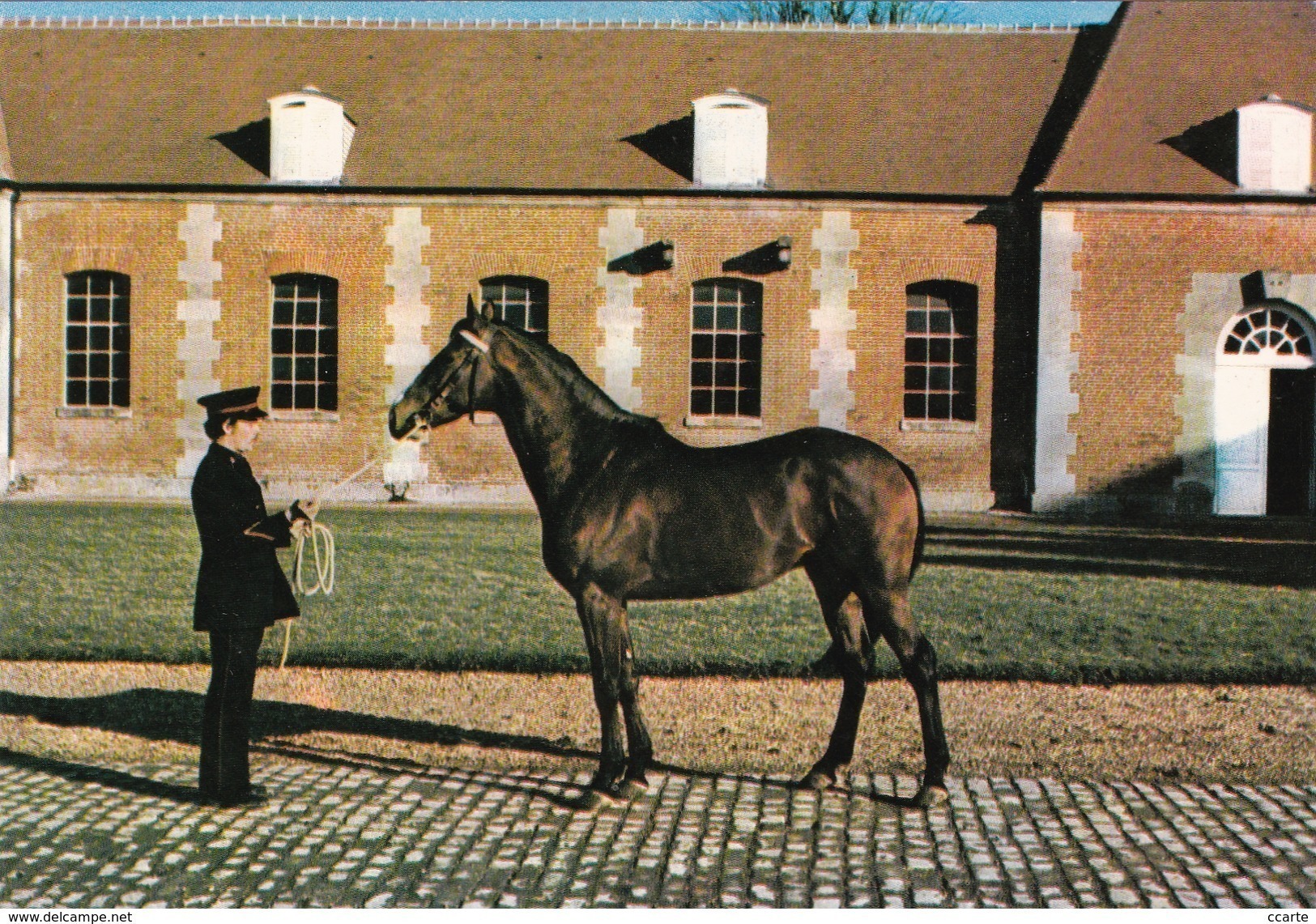 HIPPISME - HARAS - CHEVAUX - ETALONS - Joad  (Anglo-Arabe) - CPM - Chevaux