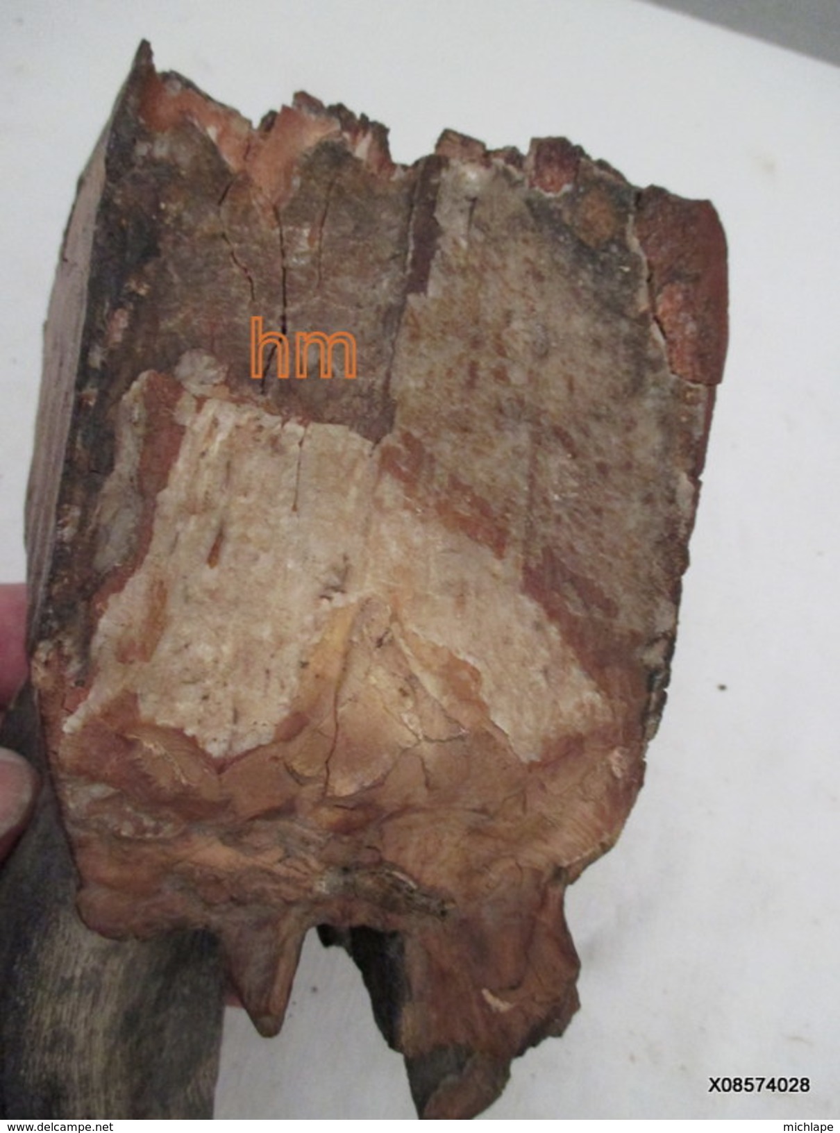Partie-de-dent-de-mamouth-fossilisee-paleontologie-18-cm-sur-9-cm-poids-1Kg-4 - Archéologie