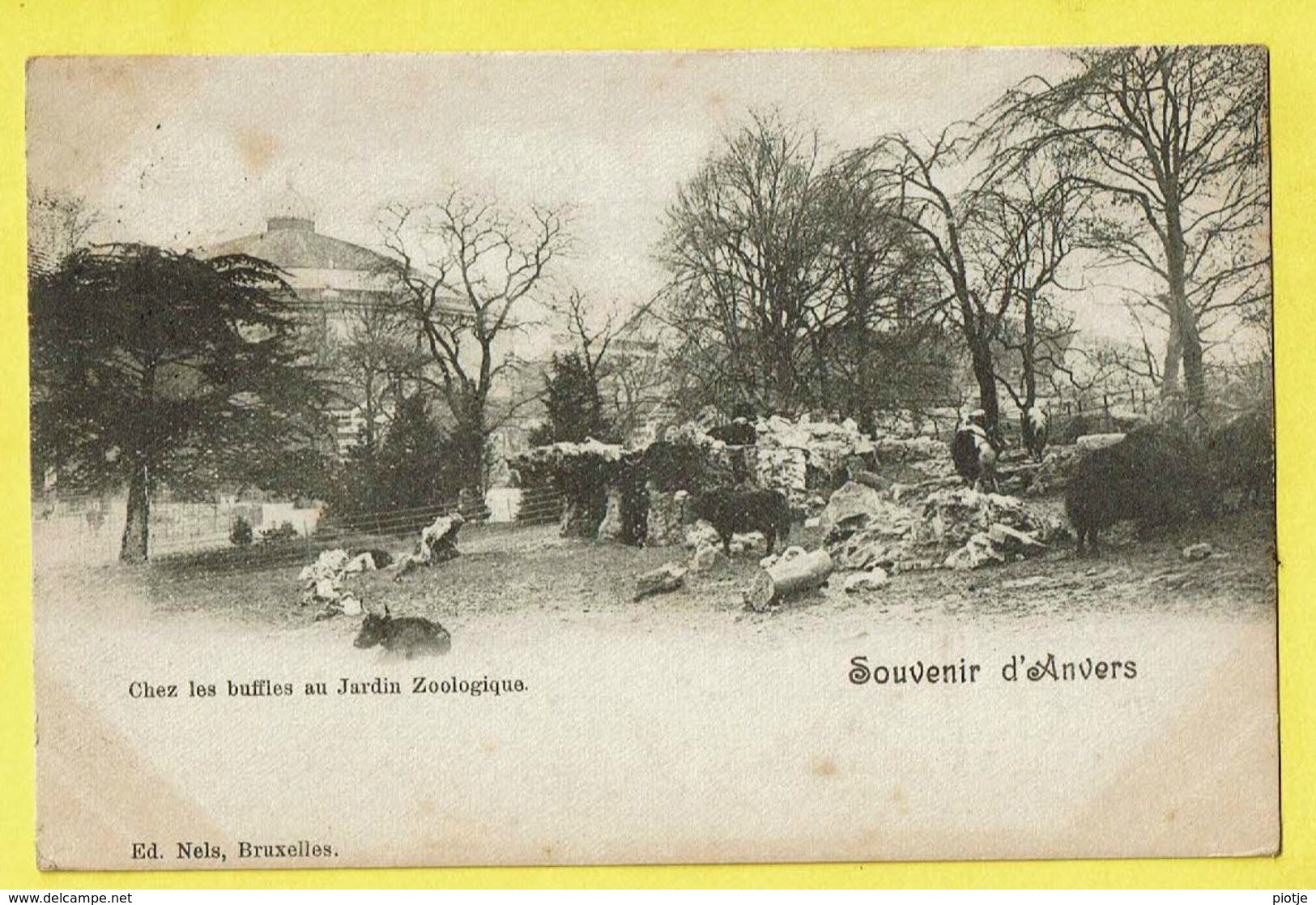 * Antwerpen - Anvers - Antwerp * (Ed Nels, Bruxelles) Chez Les Buffles Au Jardin Zoologique, Zoo, Rare, Old, CPA - Antwerpen