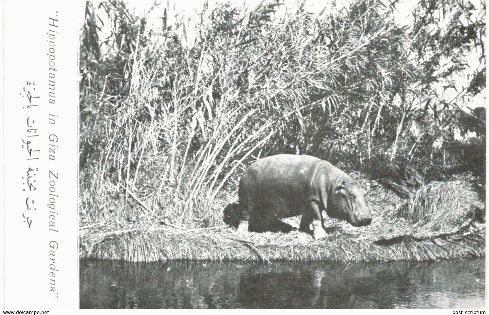 Afrique - Egypte - Gizeh - Hippopotame - Hippopotamus In Giza Zoological Gardens - Gizeh