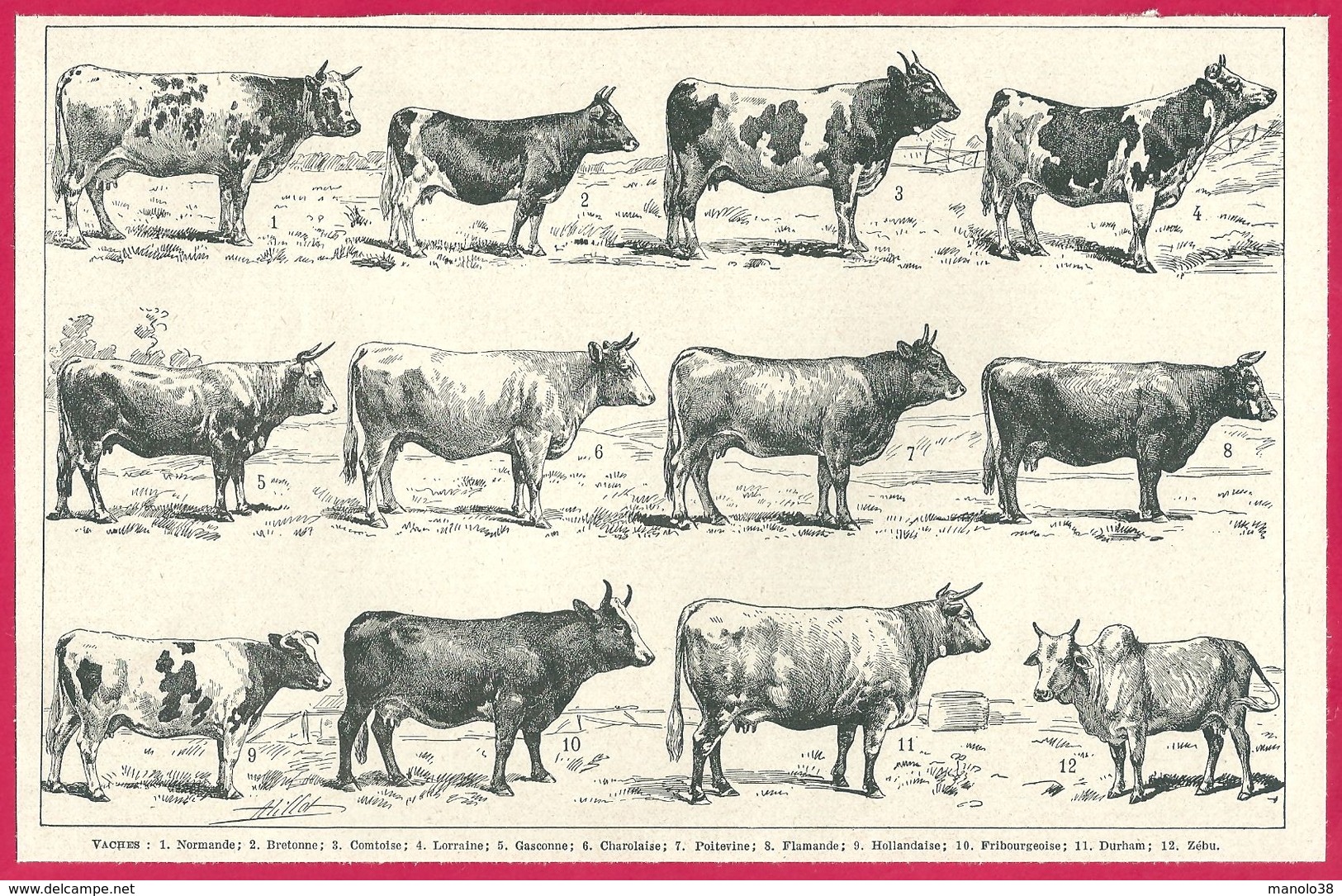 Vaches Larousse 1948 - Non Classés